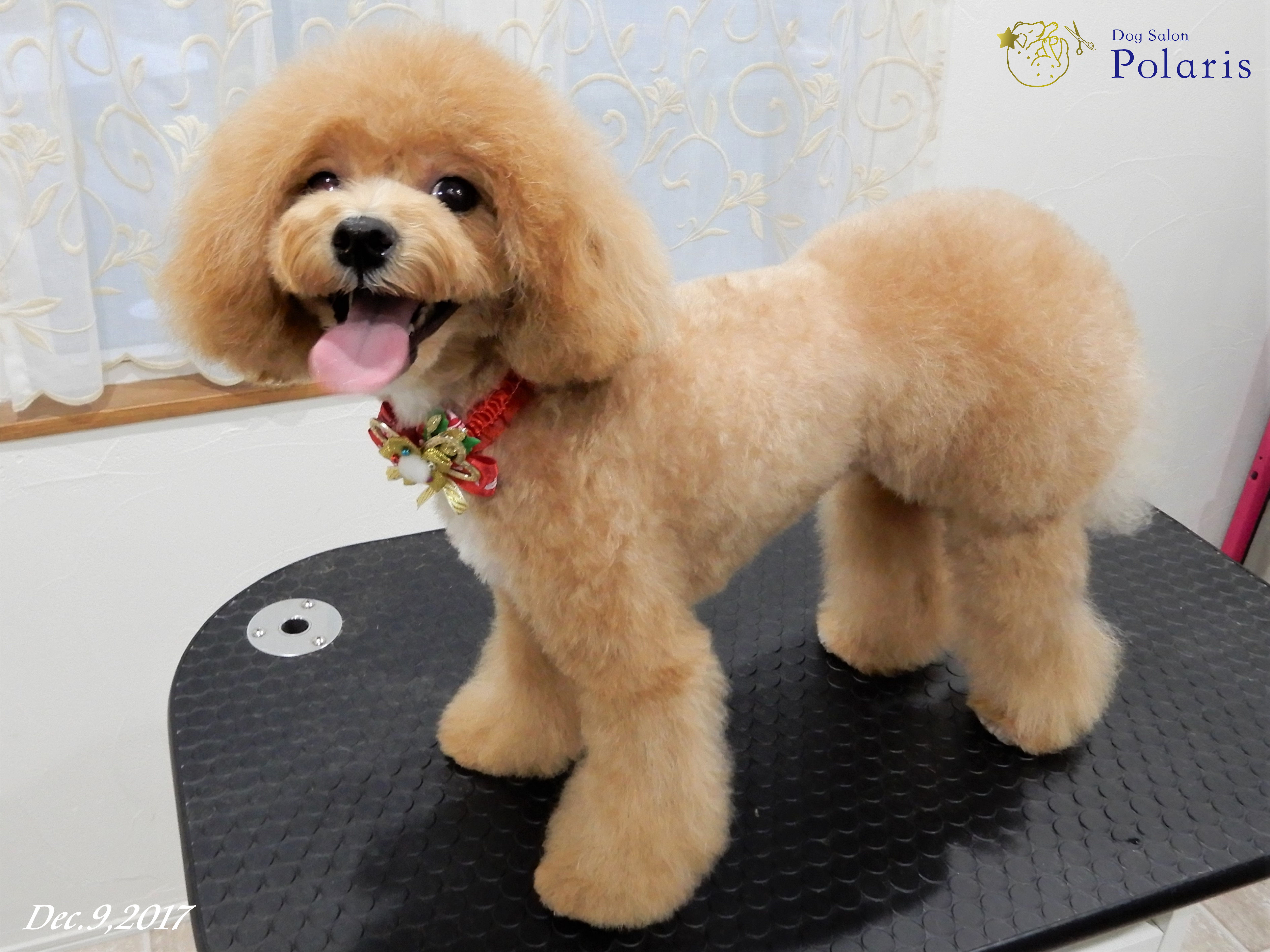 トリミングサロン Dog Salon Polarisのトリミングカット-7167の1枚目