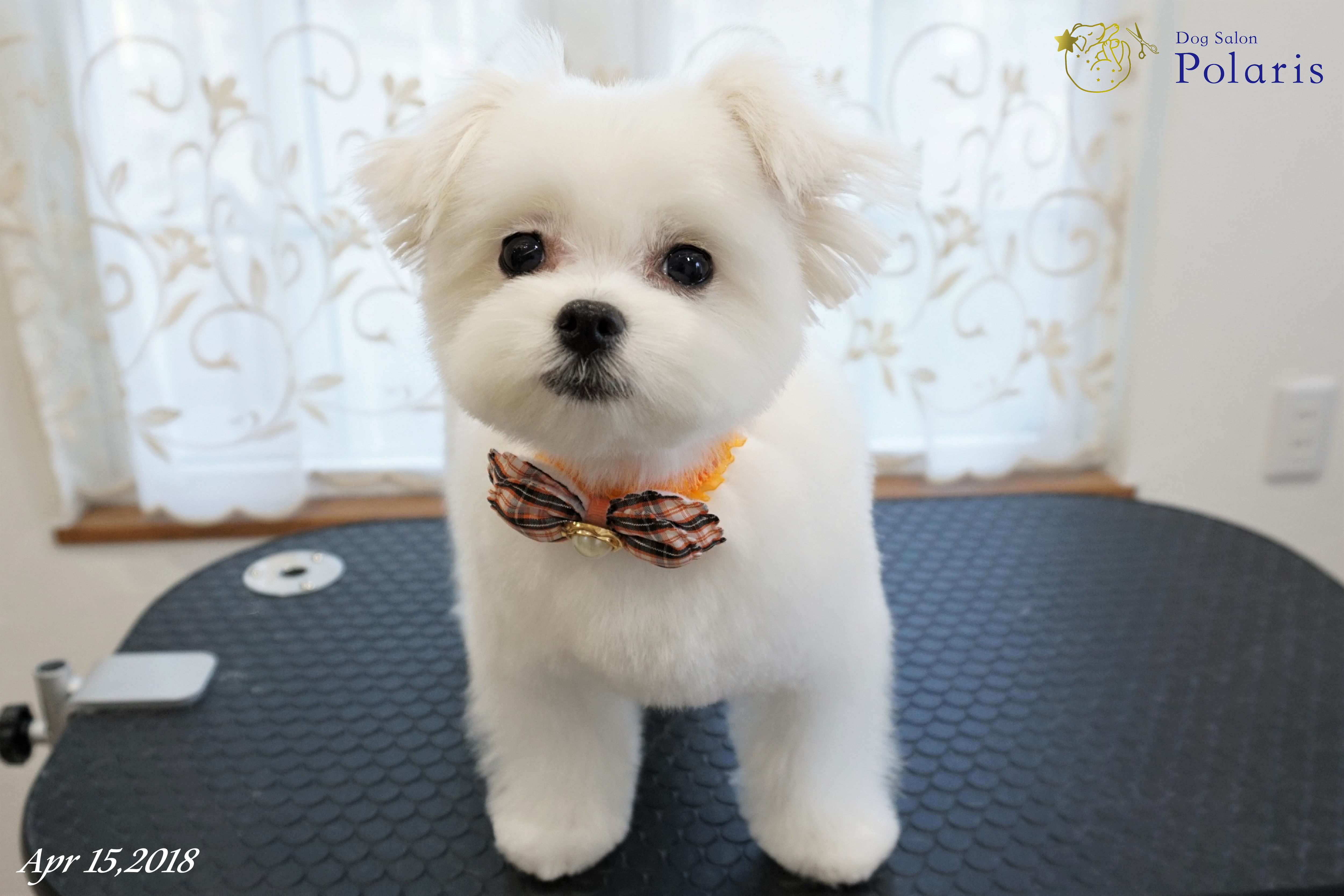 トリミングサロン Dog Salon Polarisのトリミングカット-7193の2枚目