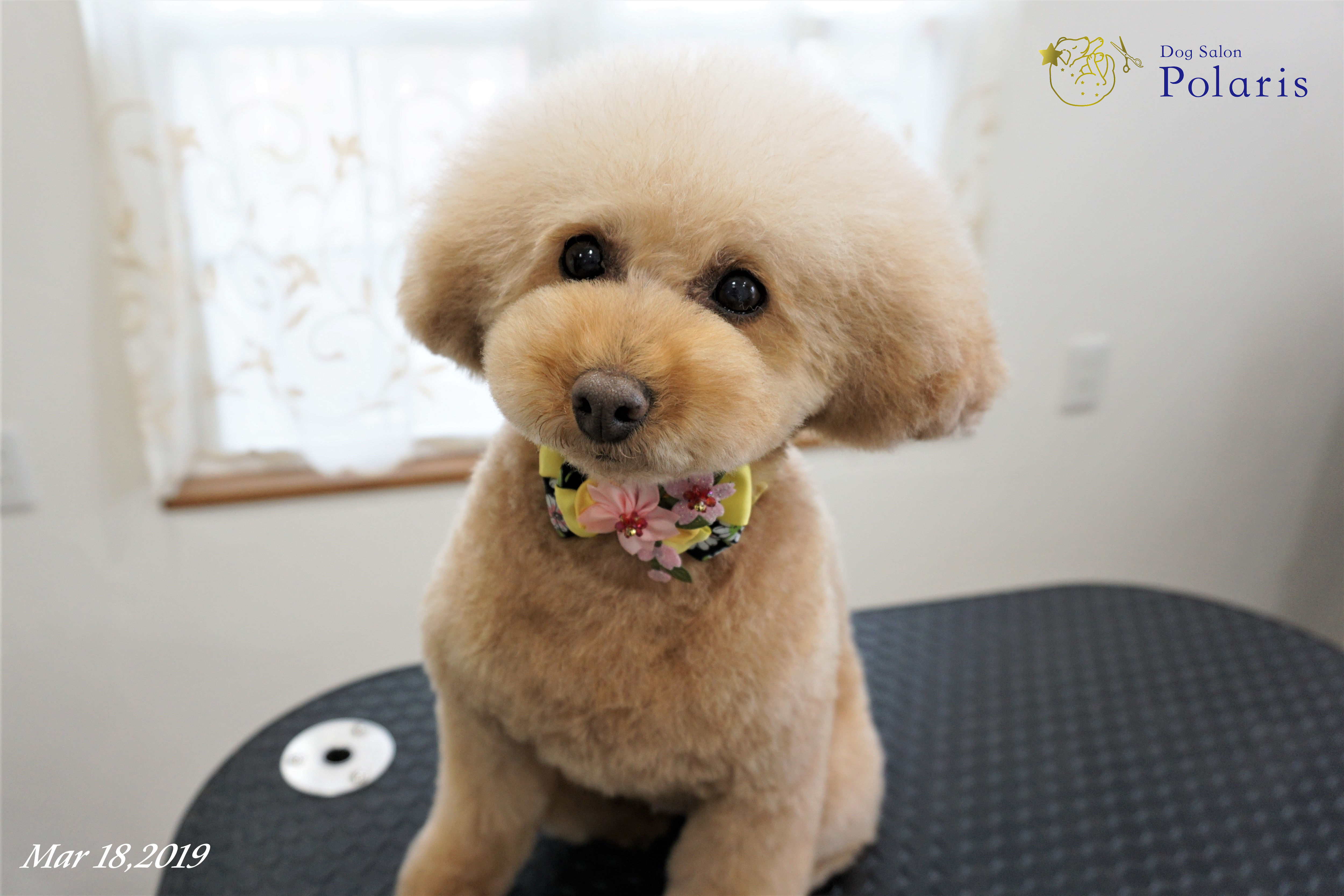 トリミングサロン Dog Salon Polarisのトリミングカット-7240の1枚目