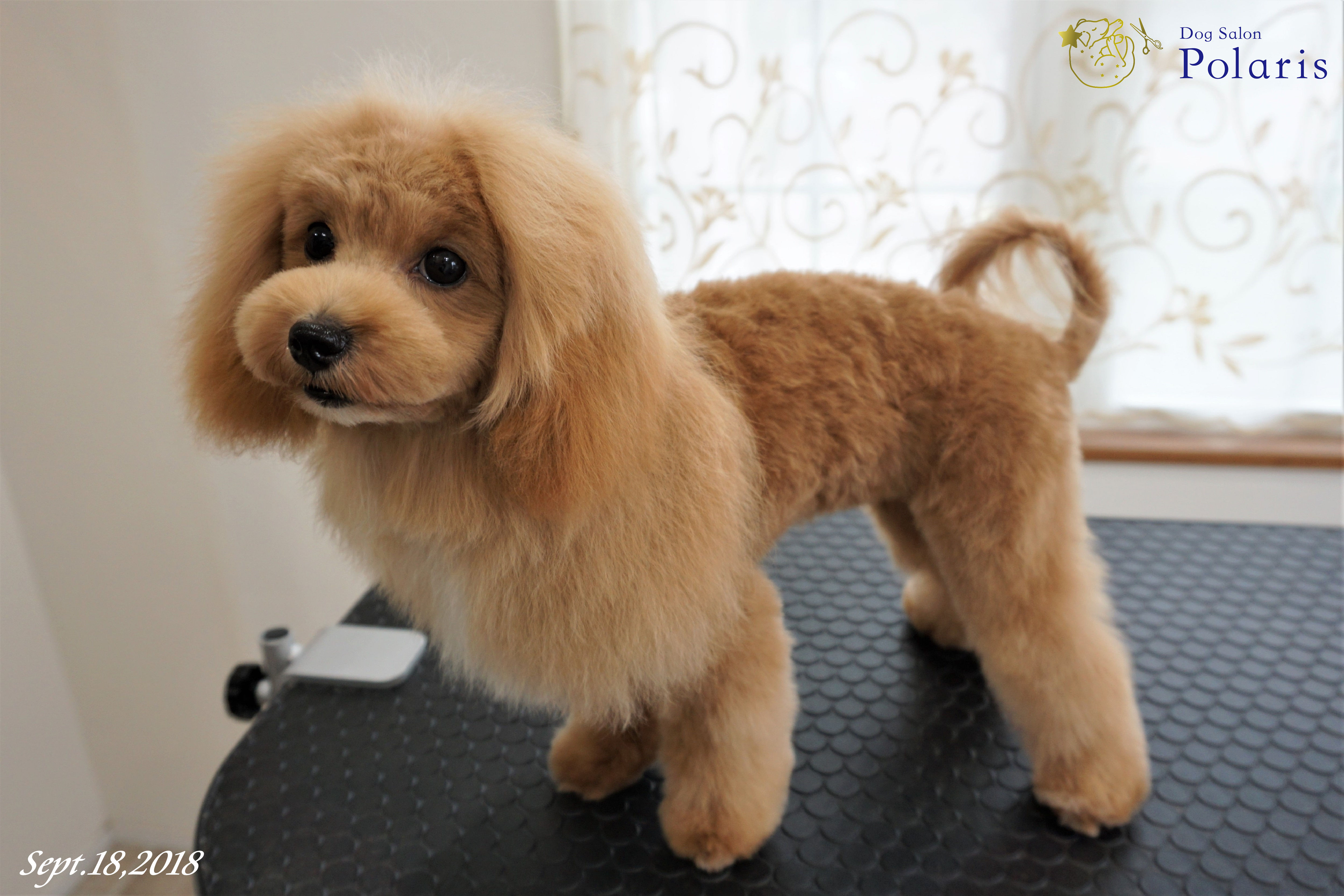 トリミングサロン Dog Salon Polarisのトリミングカット-7196の1枚目