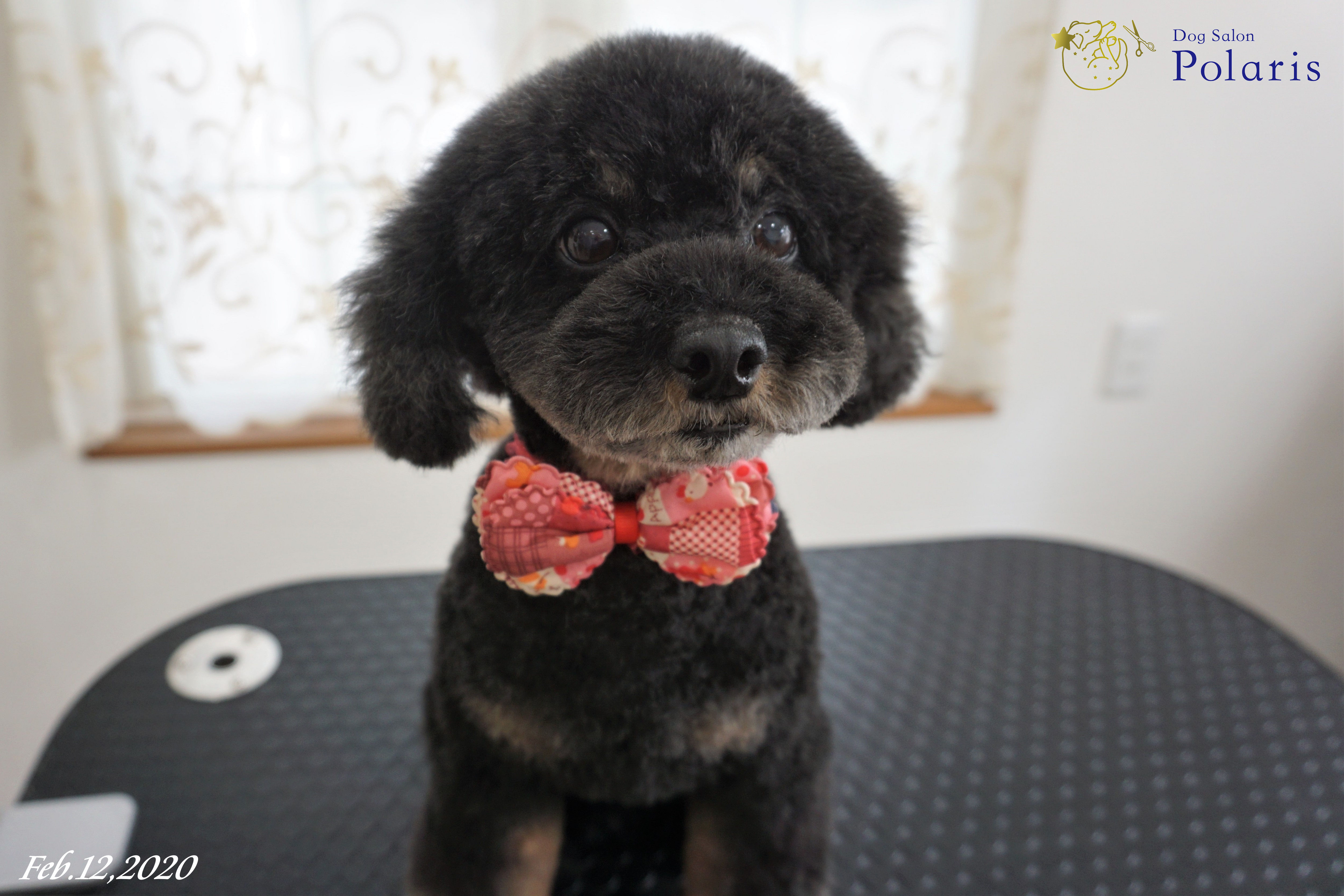 トイプードルのトリミングカット Dog Salon Polarisの1枚目