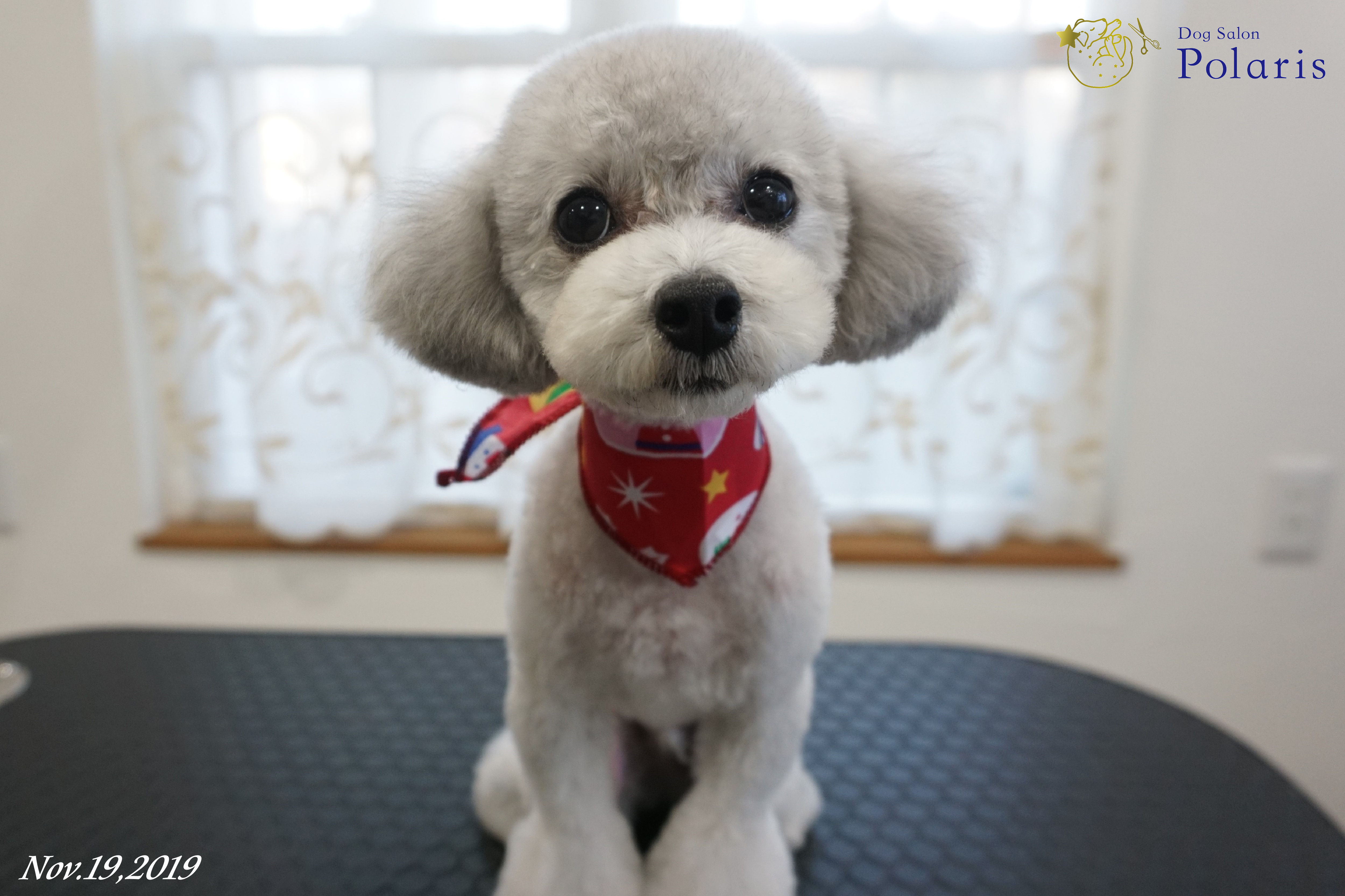 トイプードルのトリミングカット Dog Salon Polarisの1枚目