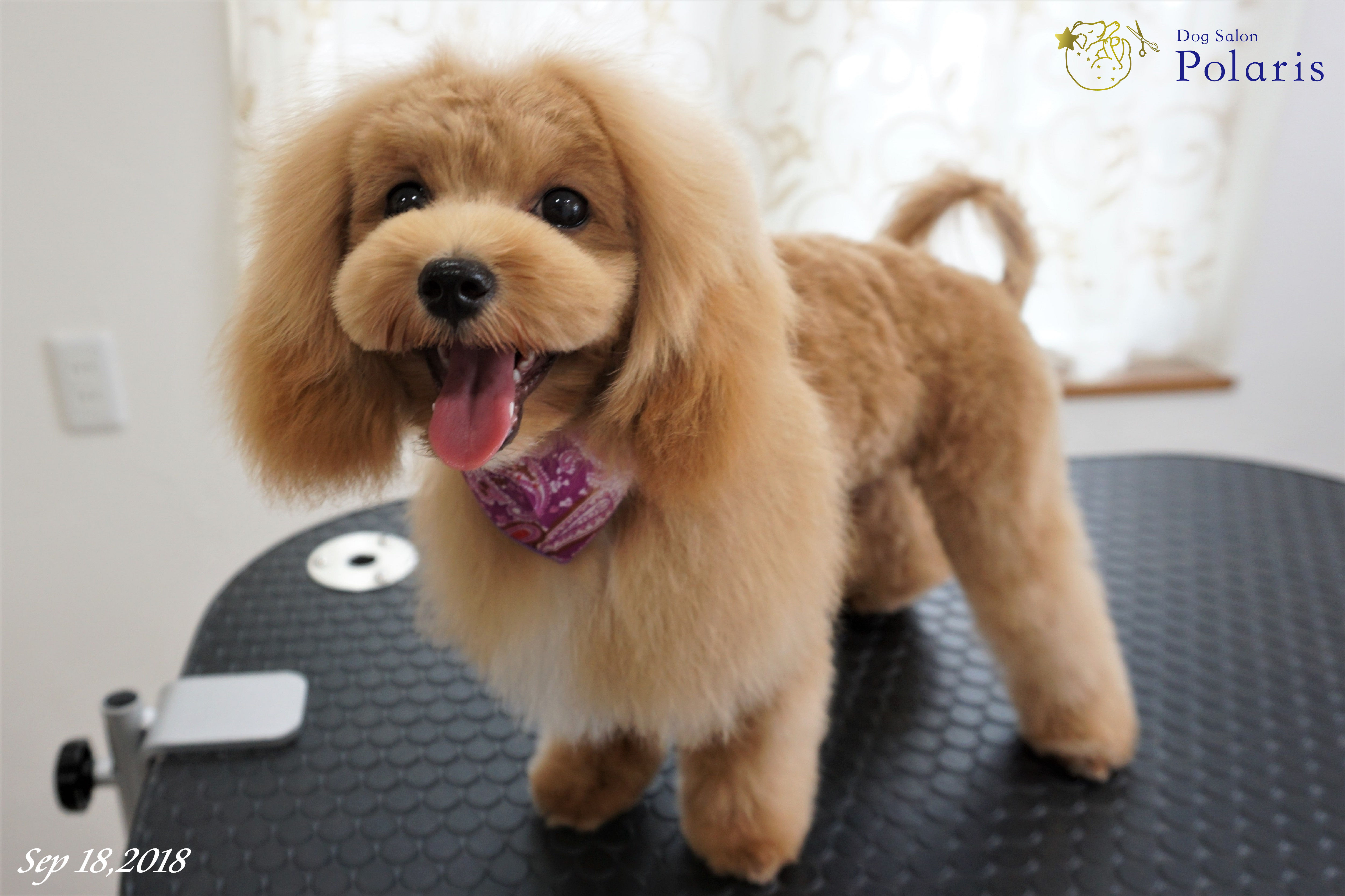 トリミングサロン Dog Salon Polarisのトリミングカット-7196の2枚目