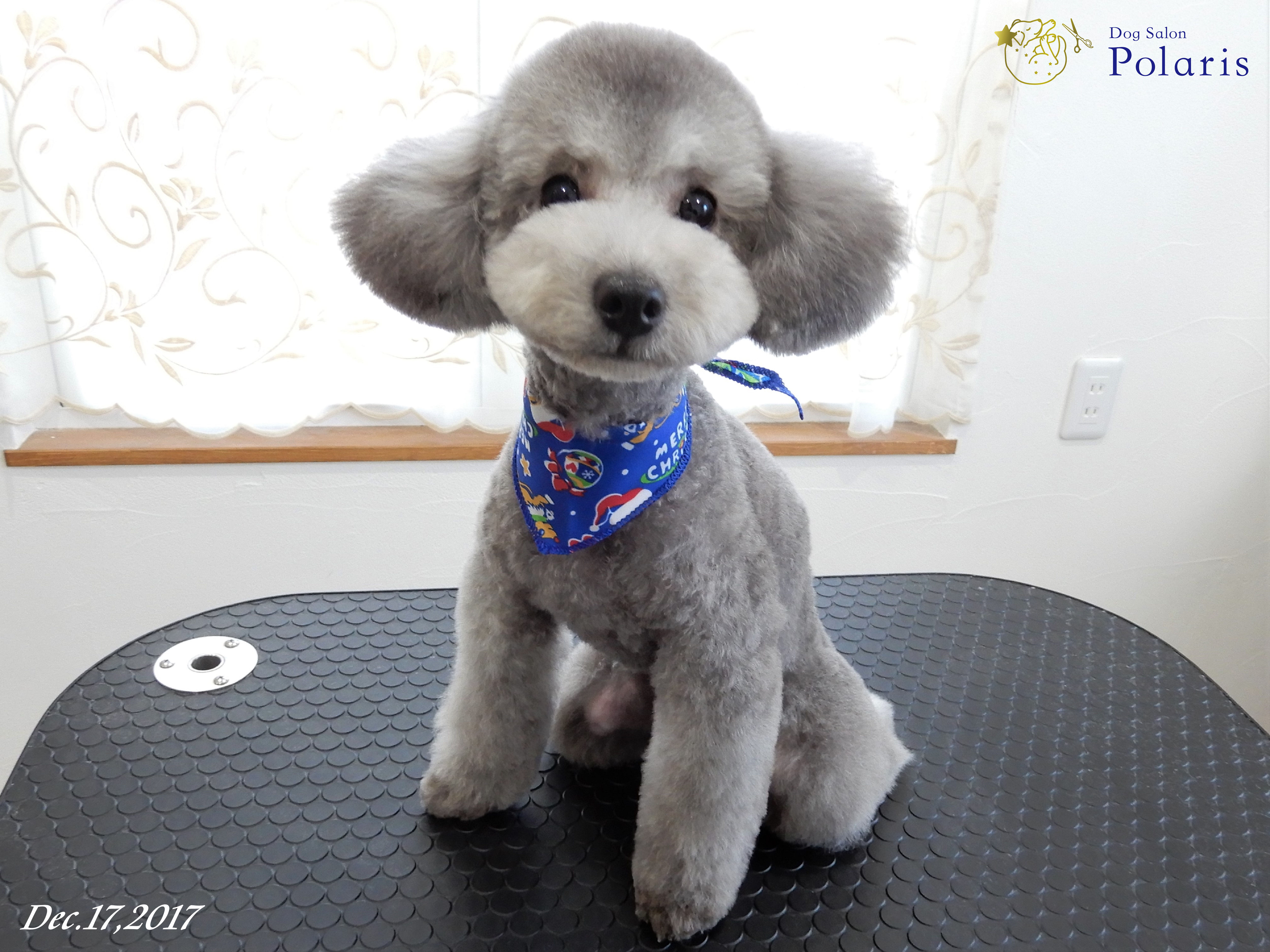 トイプードルのトリミングカット Dog Salon Polarisの1枚目
