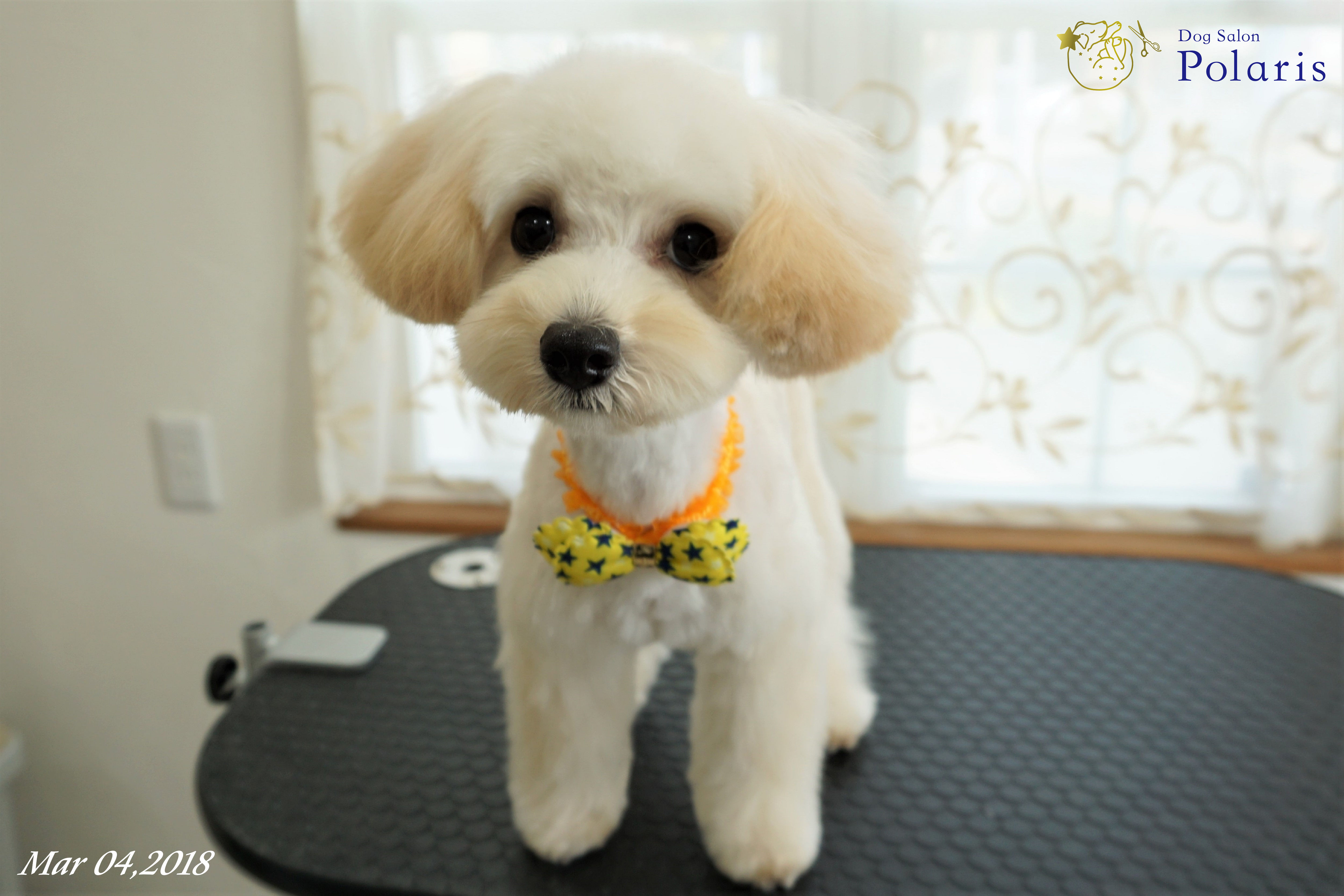 トリミングサロン Dog Salon Polarisのトリミングカット-7192の2枚目