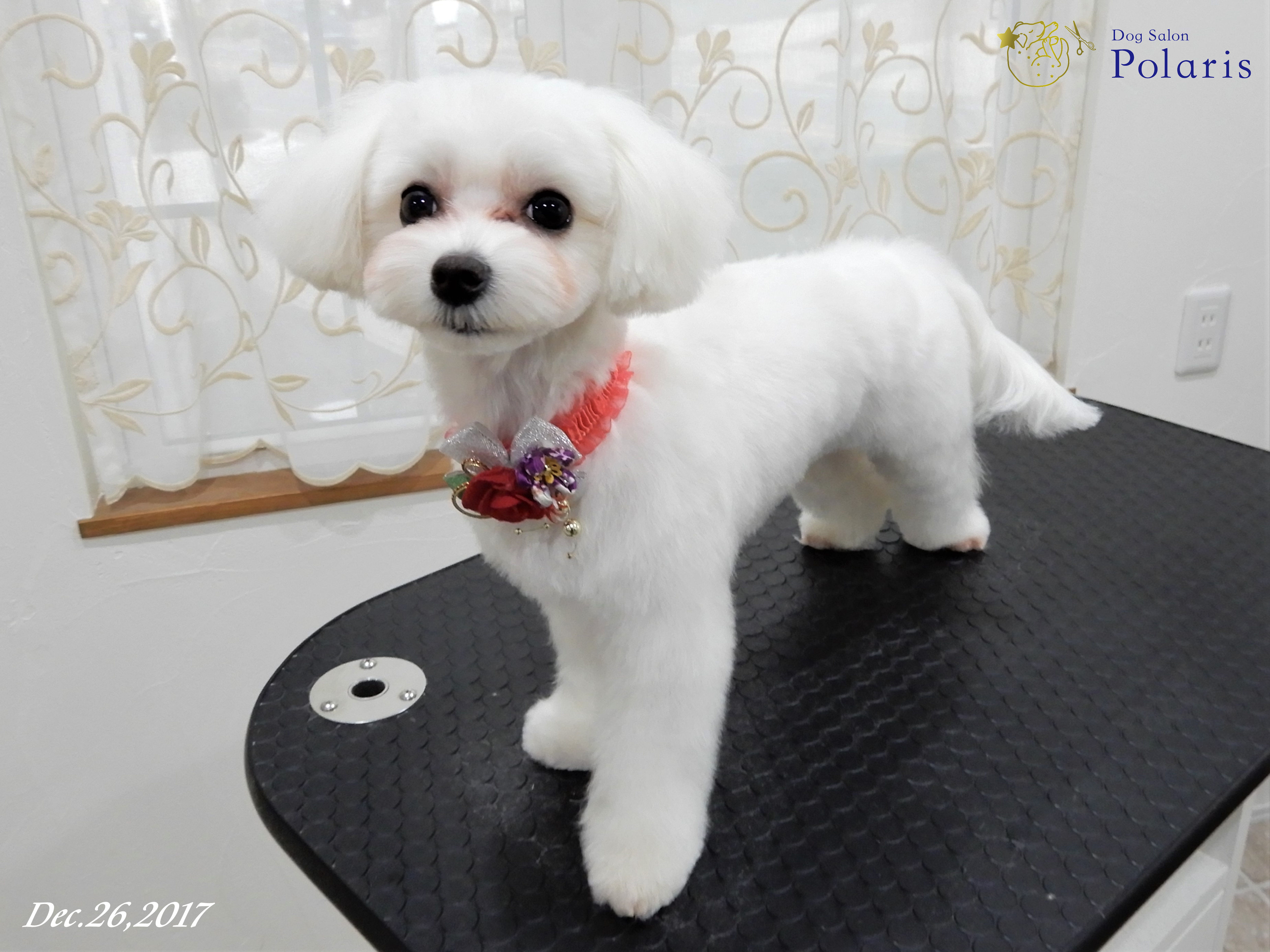 マルチーズのトリミングカット Dog Salon Polarisの1枚目