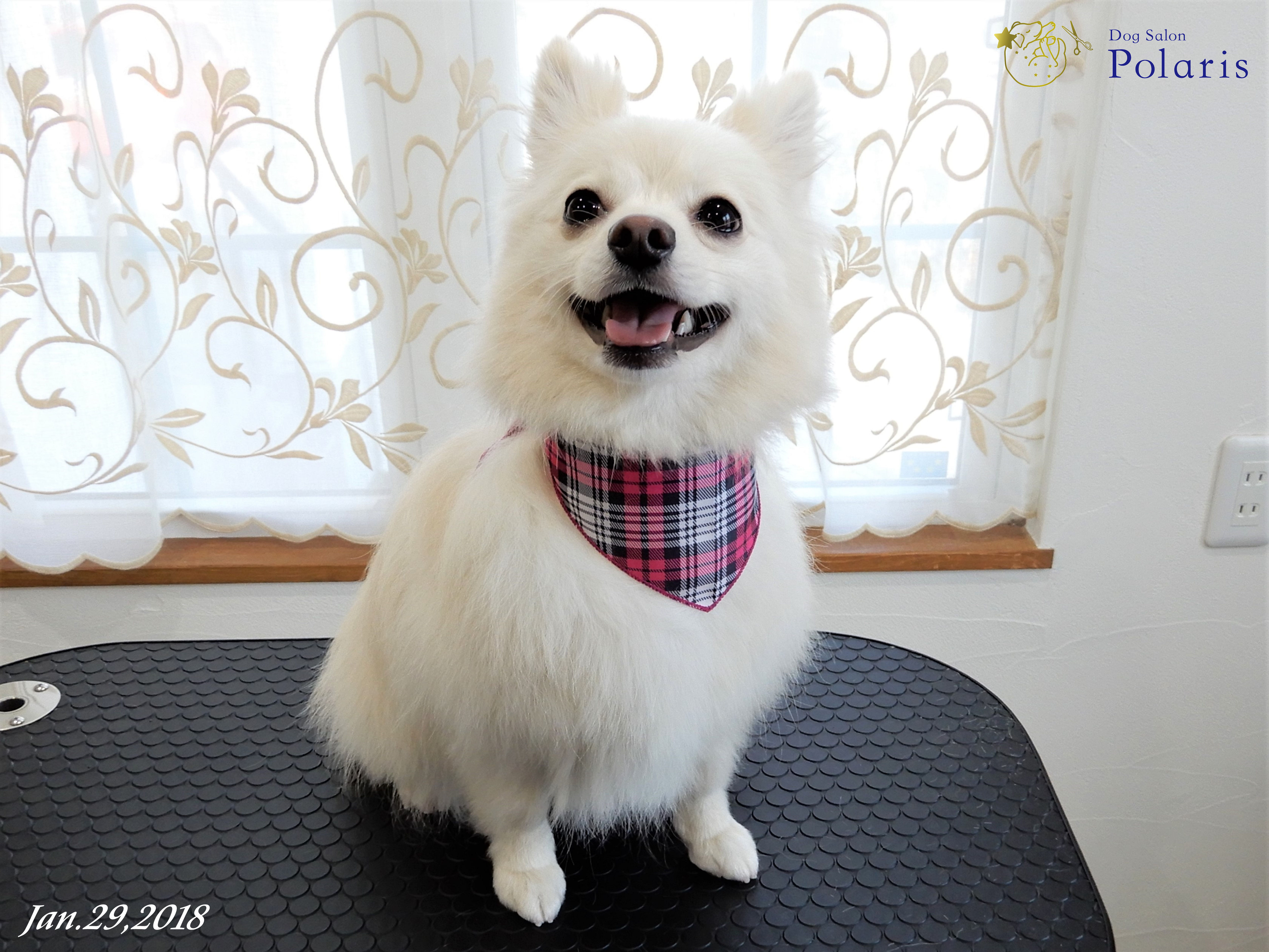 トリミングサロン Dog Salon Polarisのトリミングカット-7168の1枚目