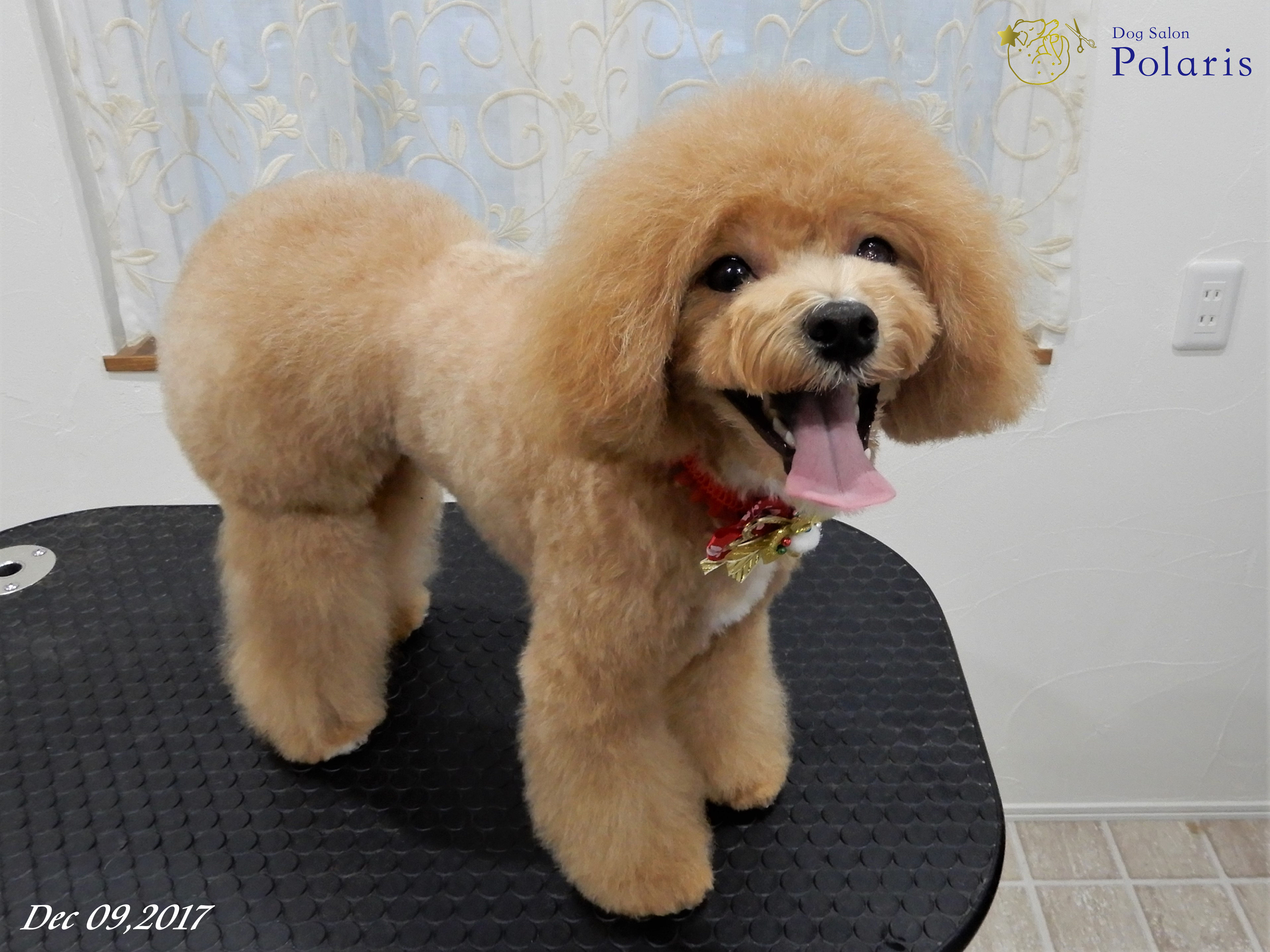 トリミングサロン Dog Salon Polarisのトリミングカット-7167の2枚目