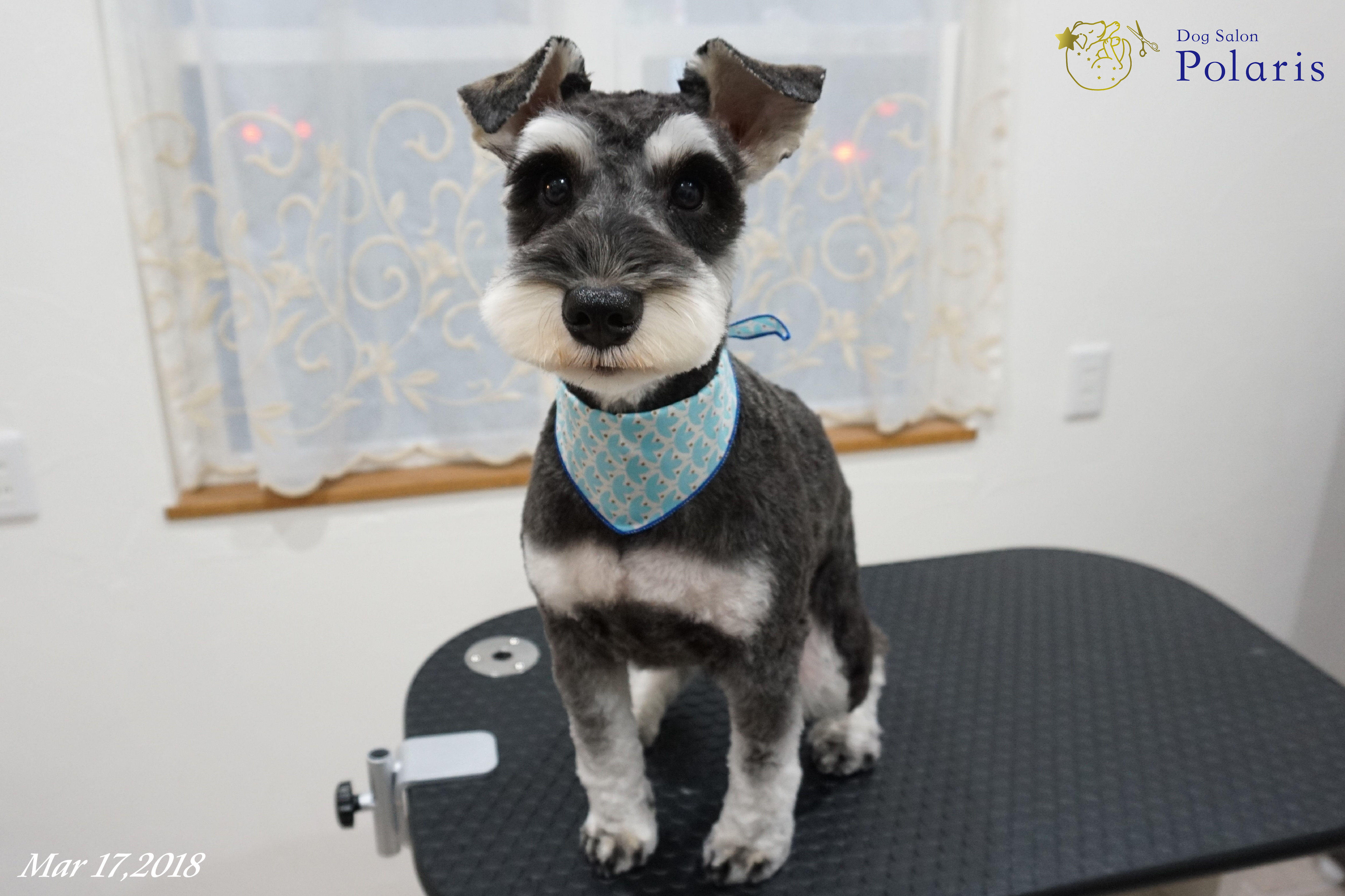 ミニチュアシュナウザーのトリミングカット Dog Salon Polarisの2枚目