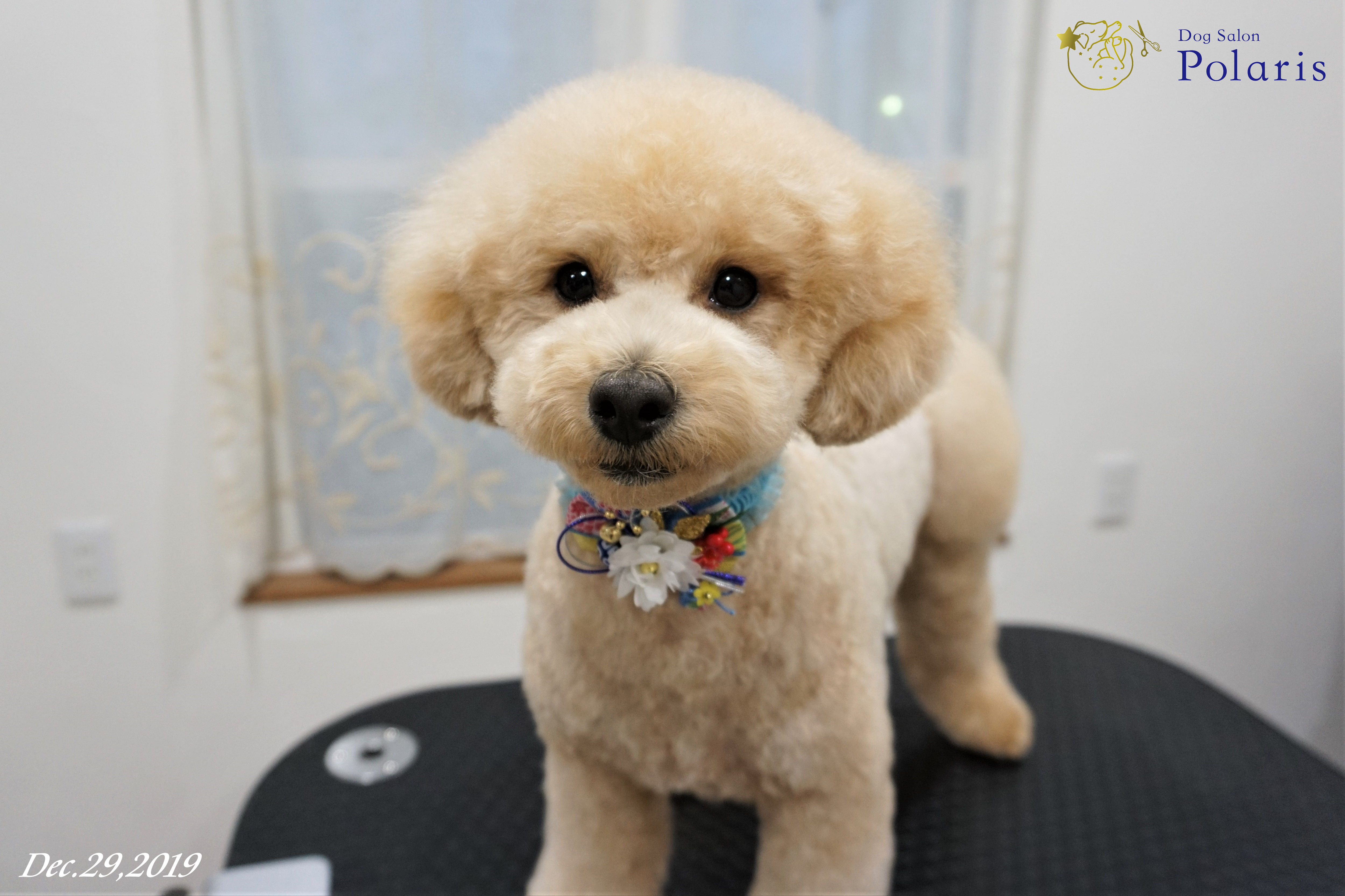 トイプードルのトリミングカット Dog Salon Polarisの1枚目