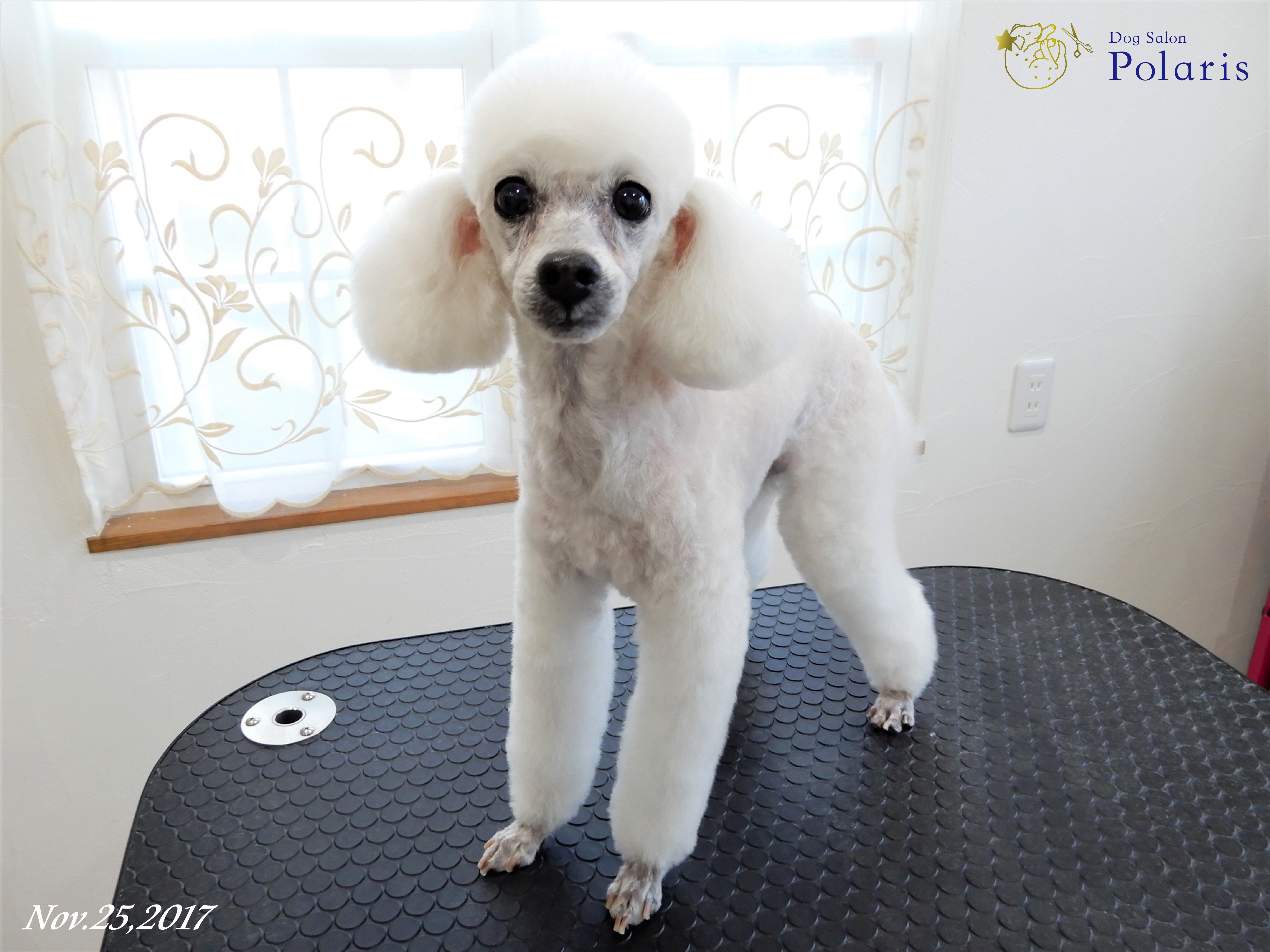 トイプードルのトリミングカット Dog Salon Polarisの1枚目