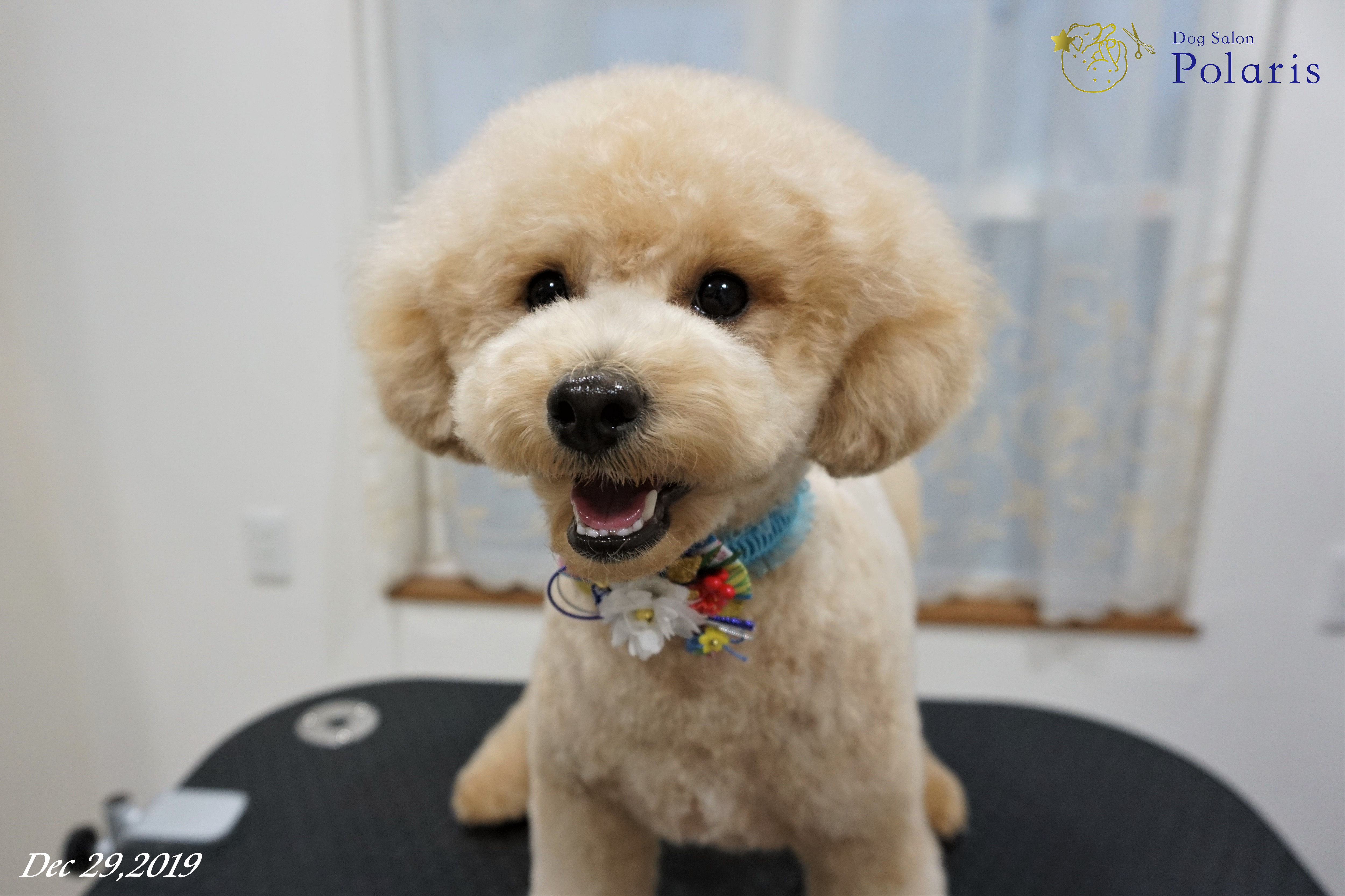 トイプードルのトリミングカット Dog Salon Polarisの2枚目