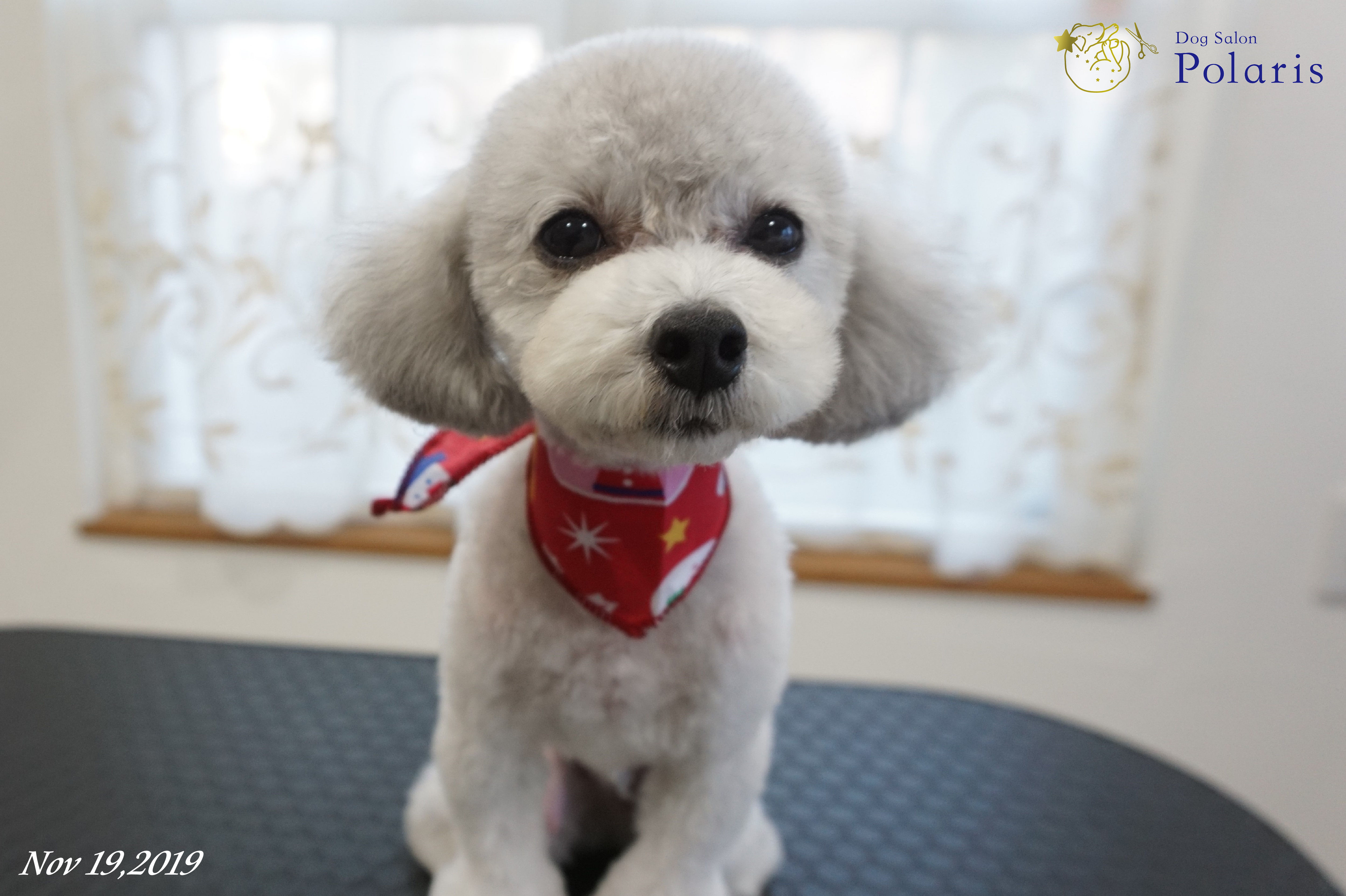 トイプードルのトリミングカット Dog Salon Polarisの2枚目