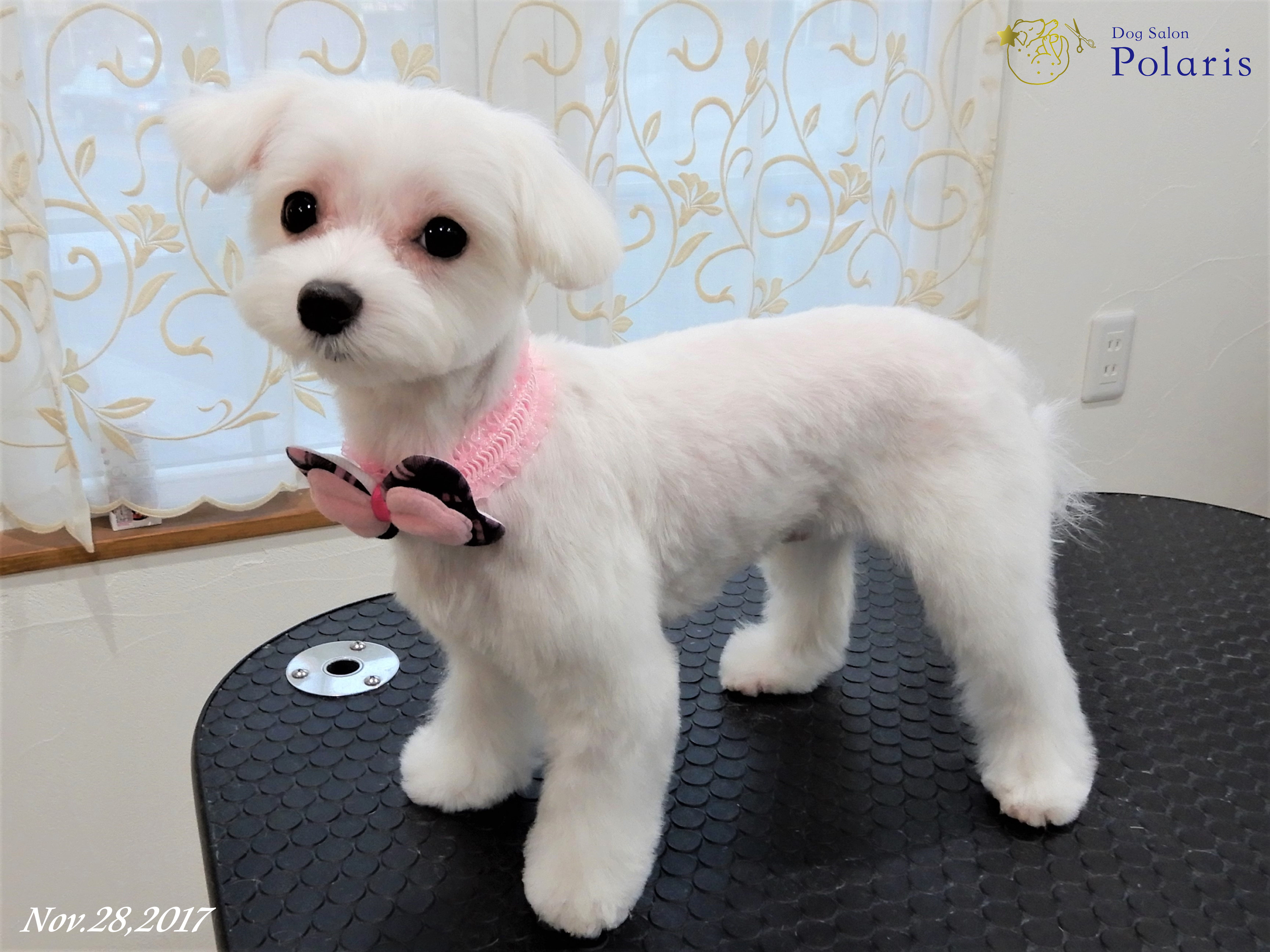 マルチーズのトリミングカット Dog Salon Polarisの1枚目