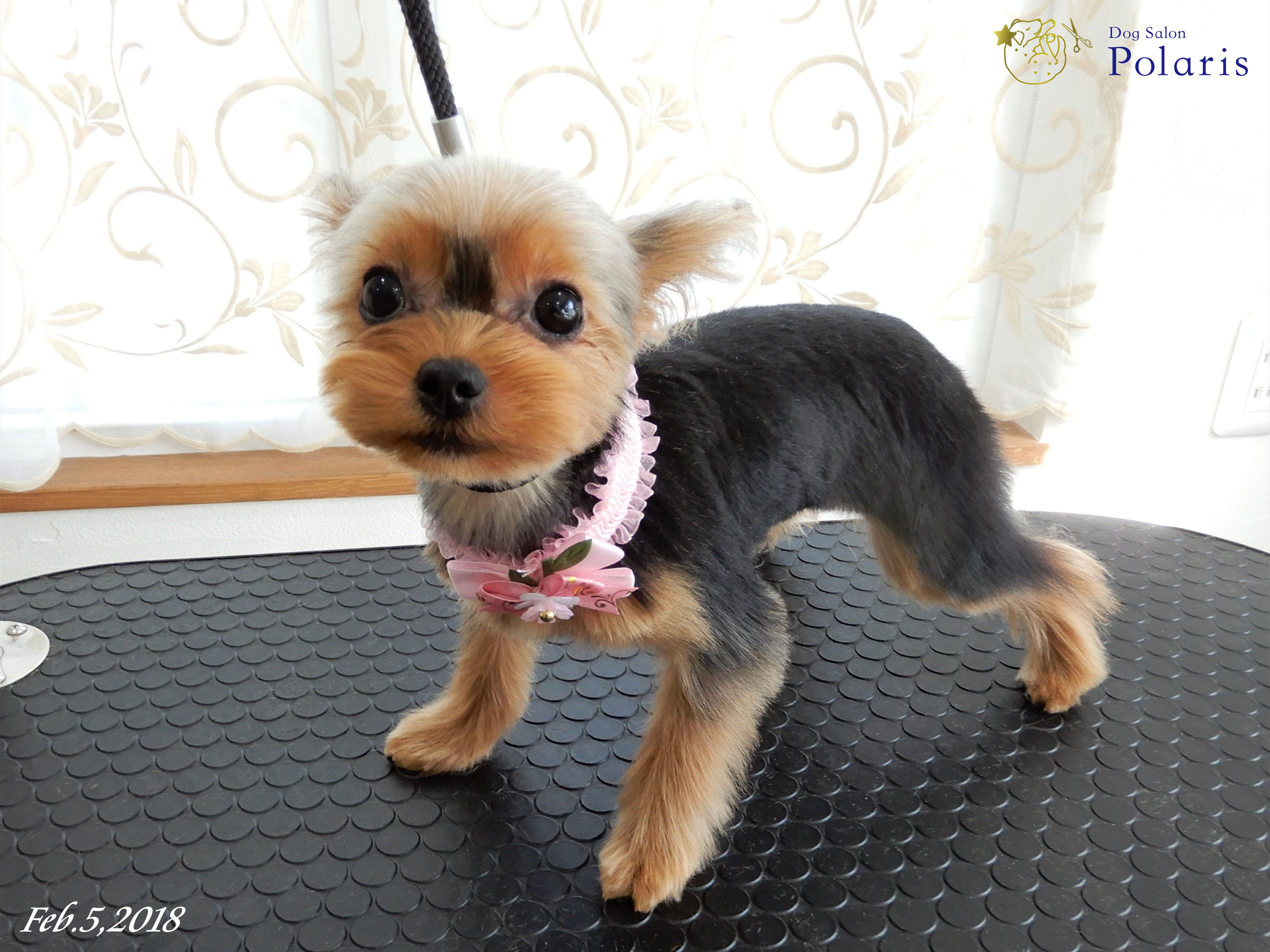 ヨークシャーテリアのトリミングカット Dog Salon Polarisの1枚目