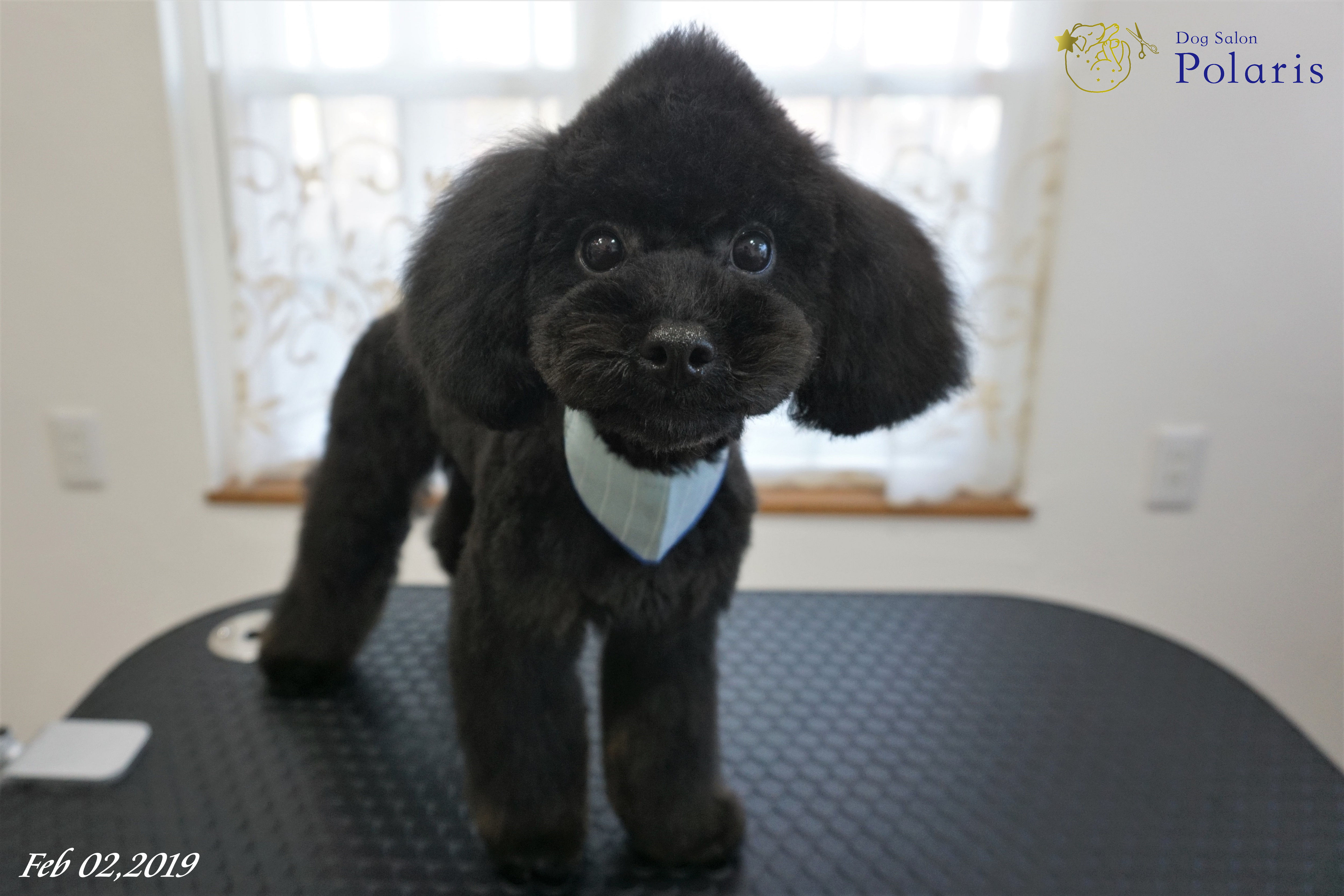 トイプードルのトリミングカット Dog Salon Polarisの2枚目