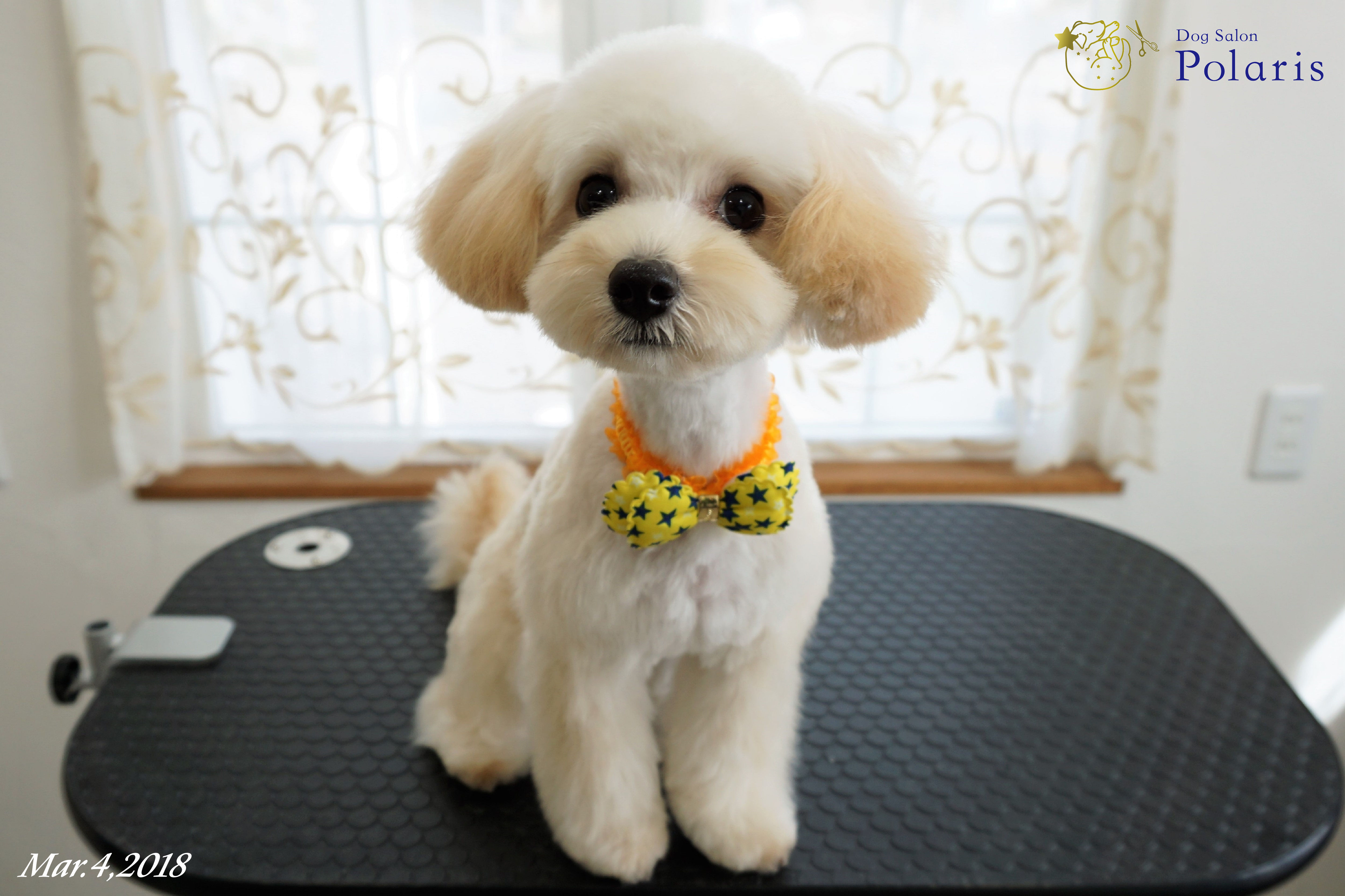 トリミングサロン Dog Salon Polarisのトリミングカット-7192の1枚目