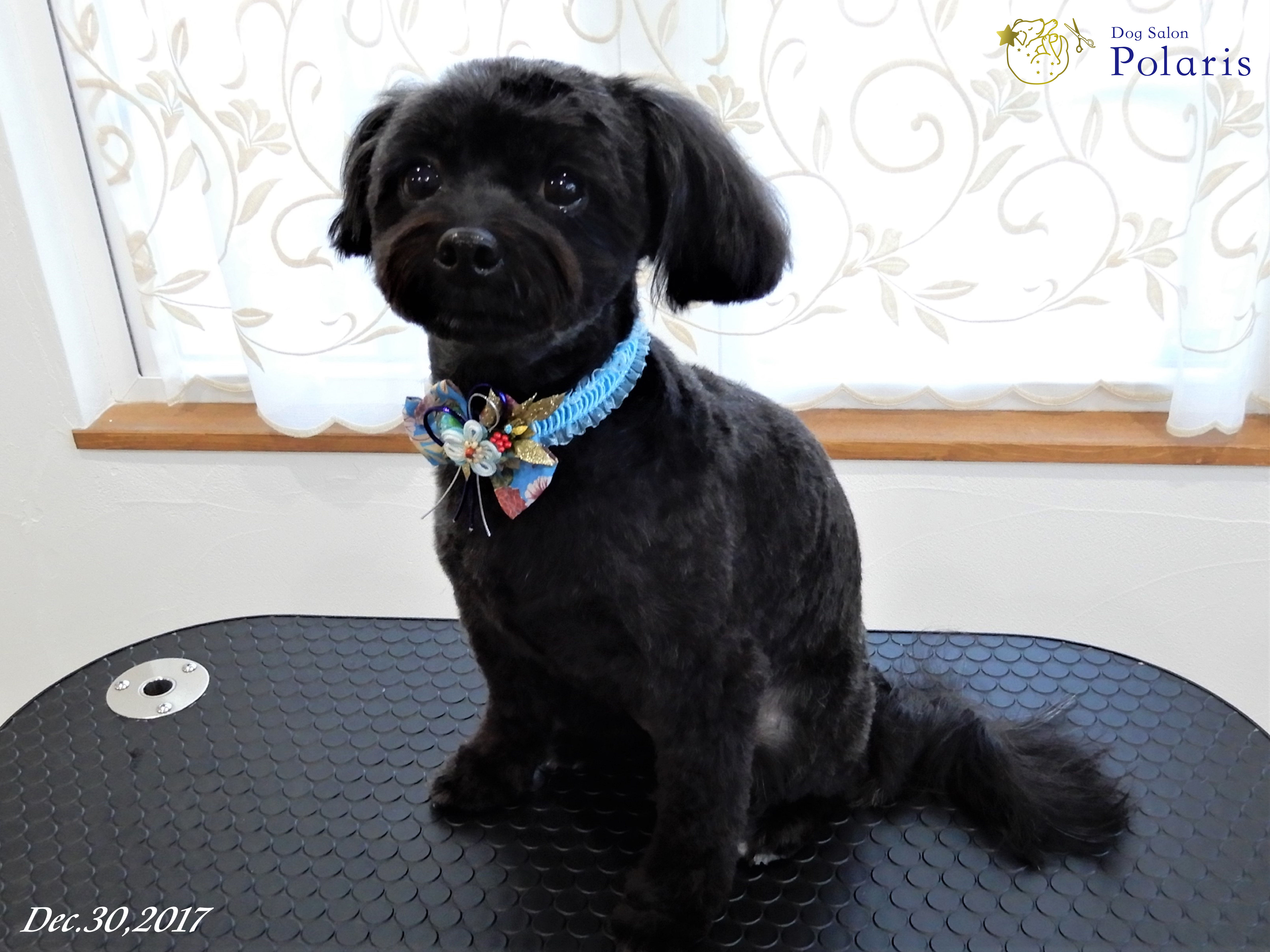 トリミングサロン Dog Salon Polarisのトリミングカット-7169の1枚目