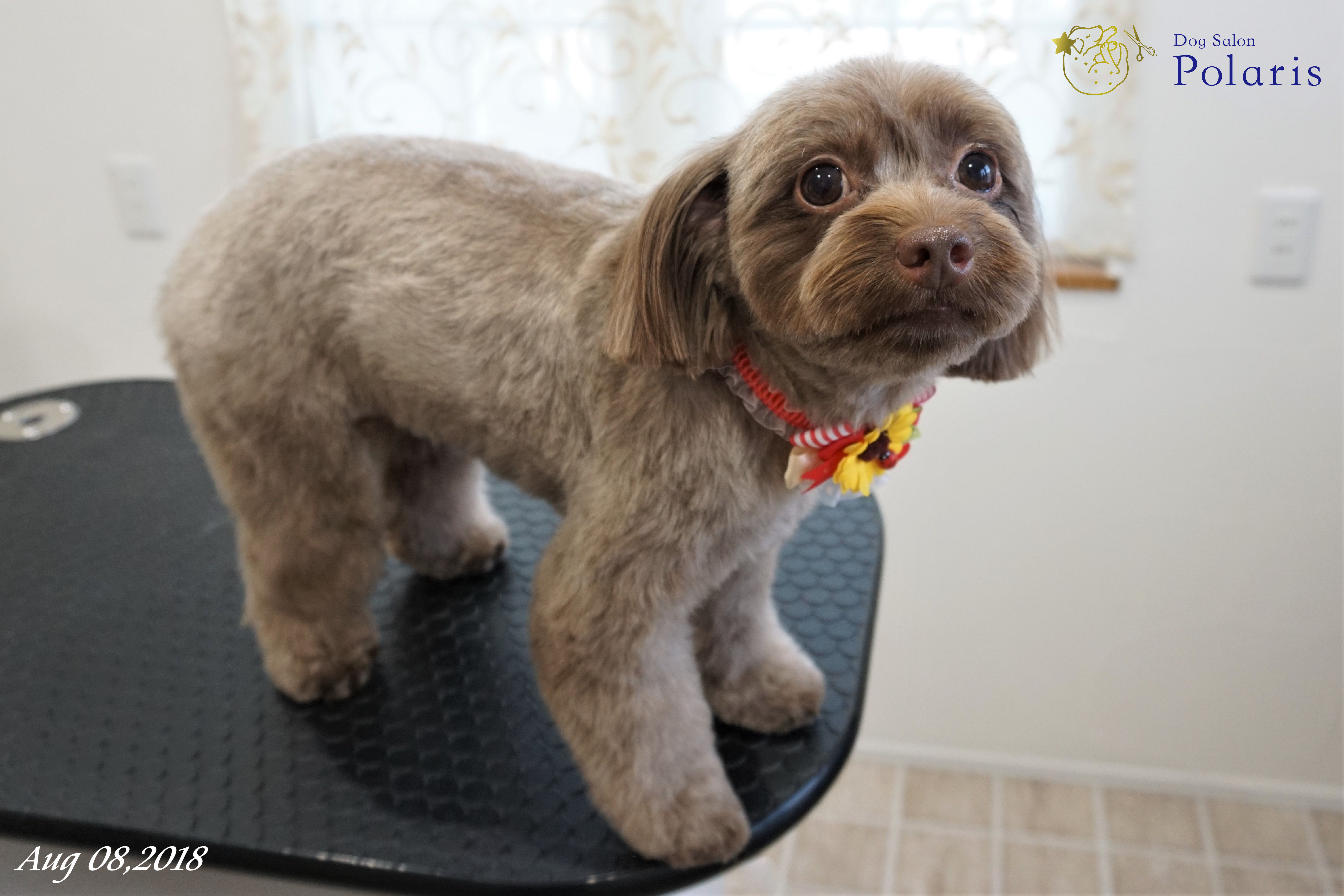 トリミングサロン Dog Salon Polarisのトリミングカット-7195の2枚目