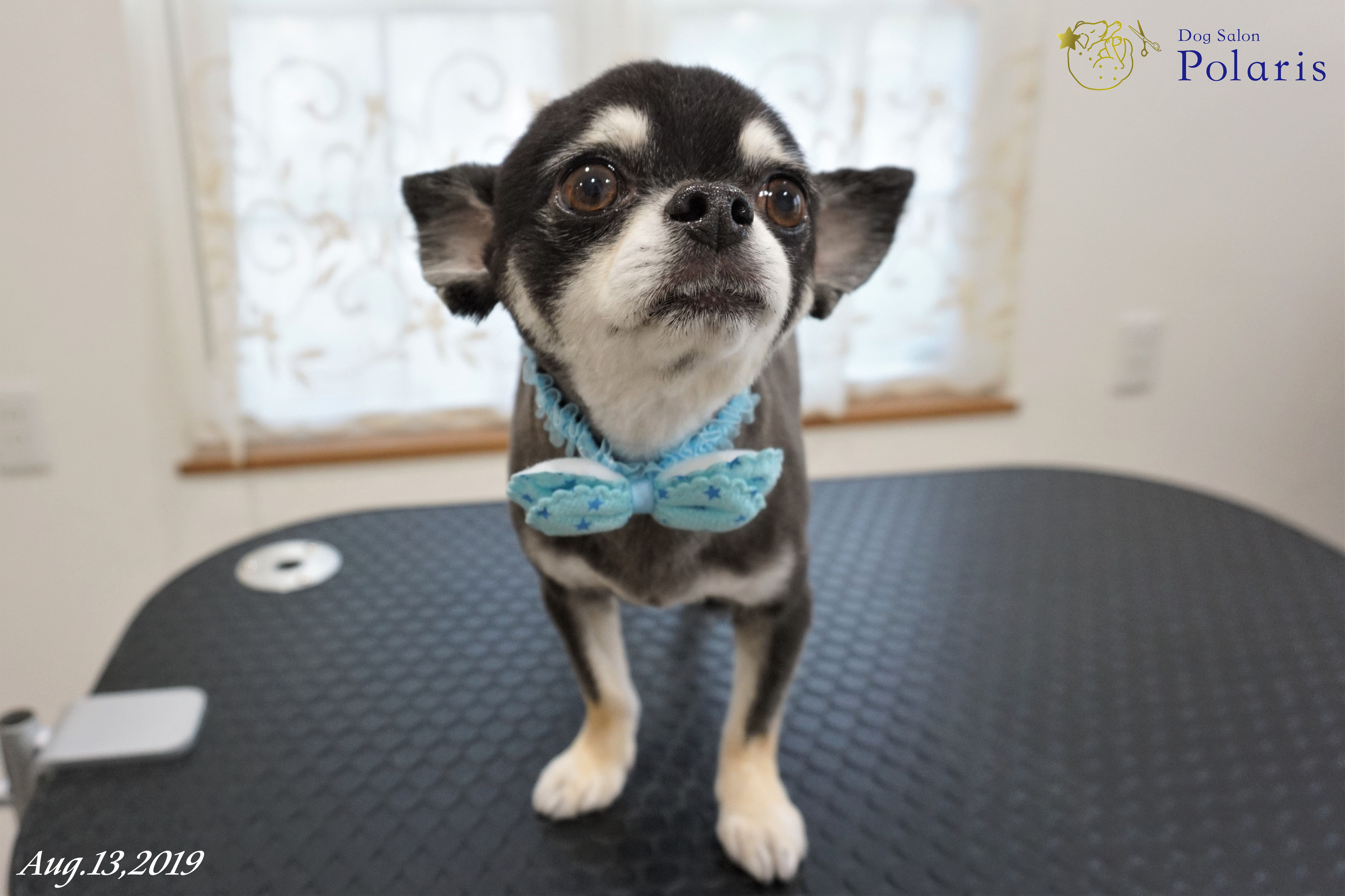 チワワのトリミングカット Dog Salon Polarisの1枚目