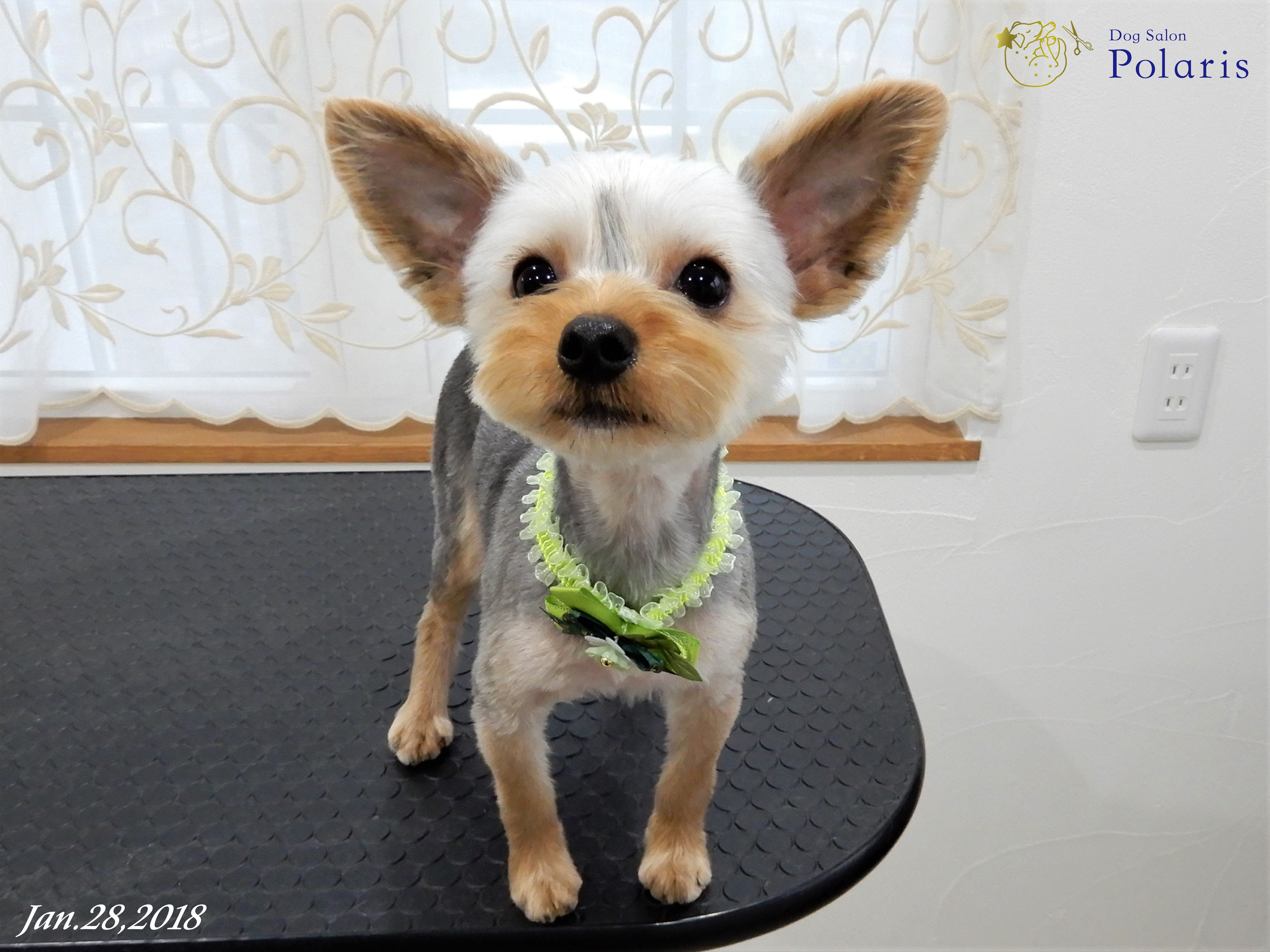 ヨークシャーテリアのトリミングカット Dog Salon Polarisの1枚目