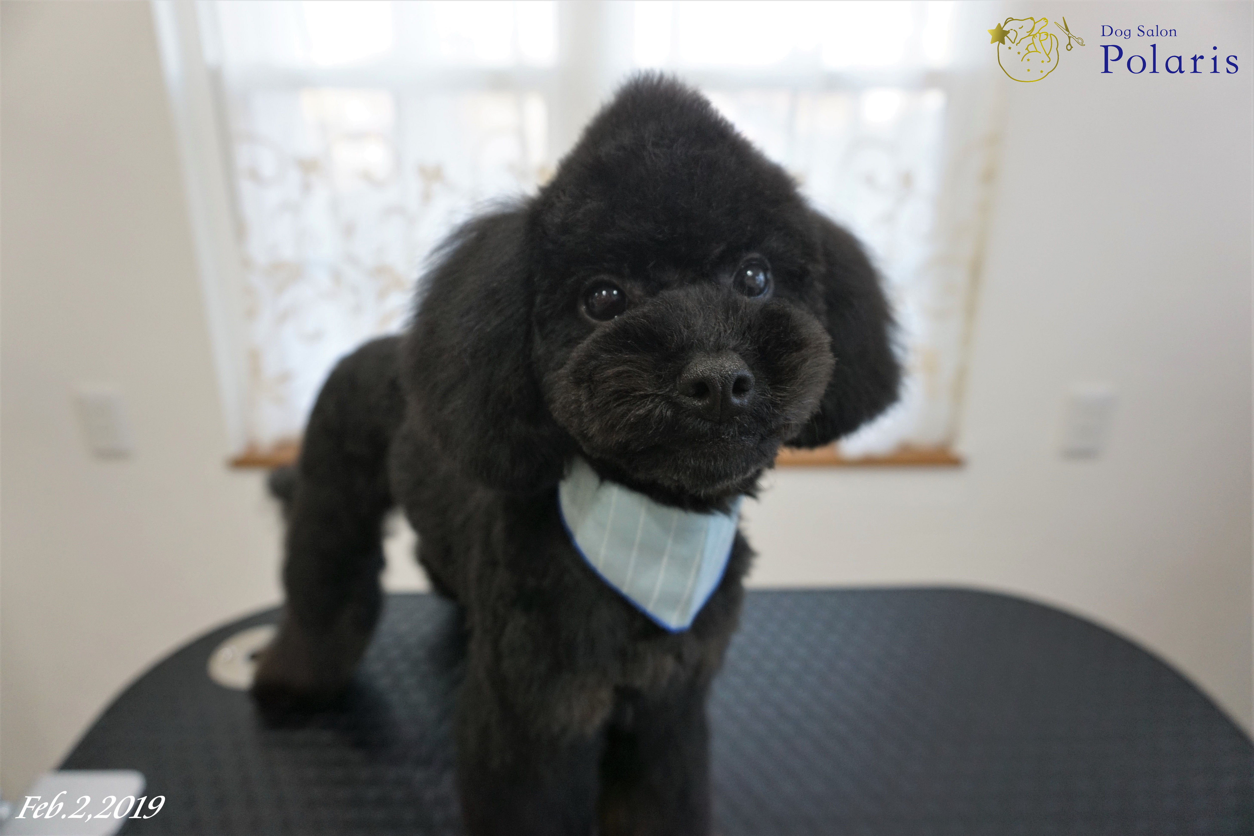 トイプードルのトリミングカット Dog Salon Polarisの1枚目