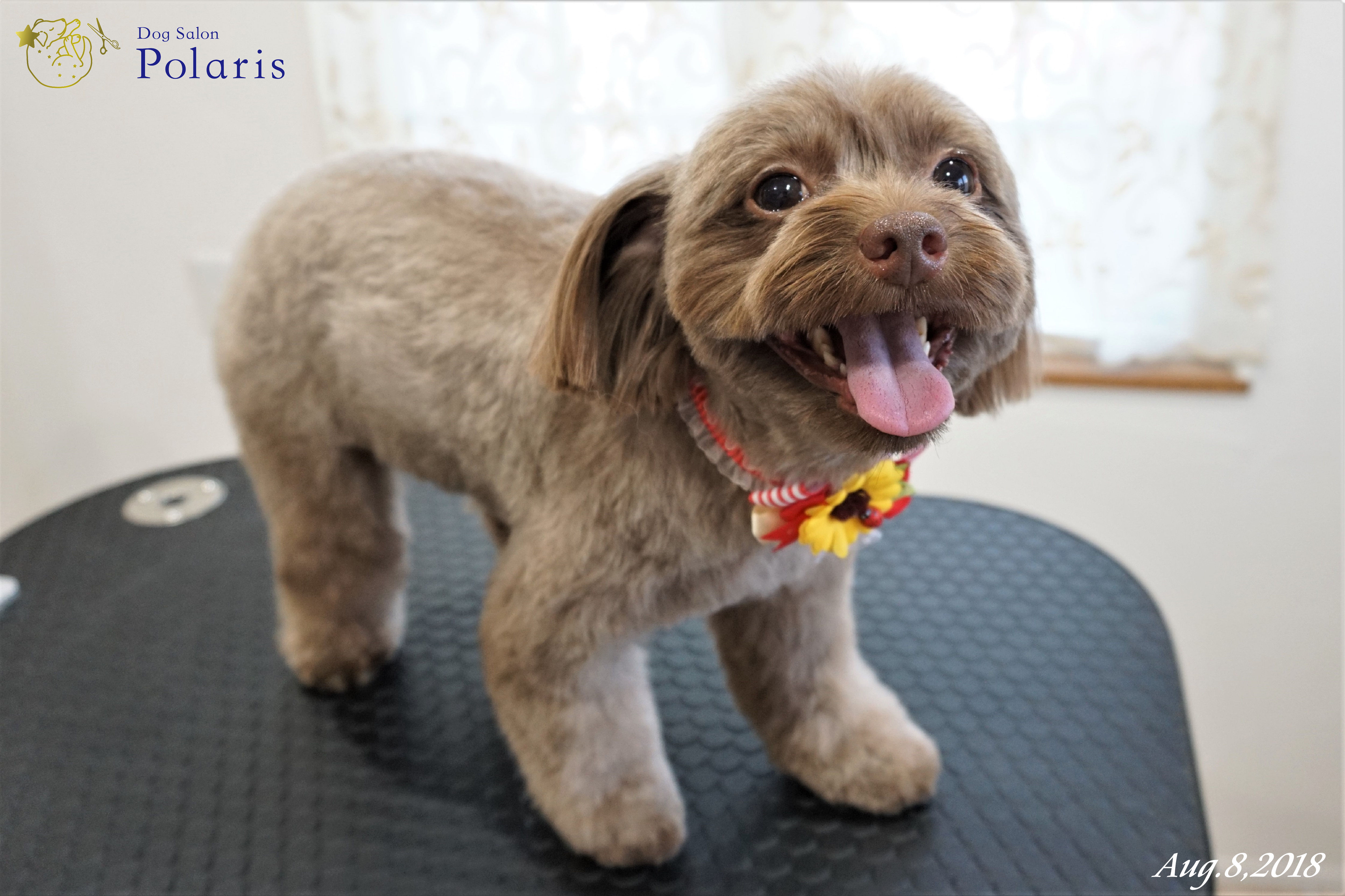 トリミングサロン Dog Salon Polarisのトリミングカット-7195の1枚目