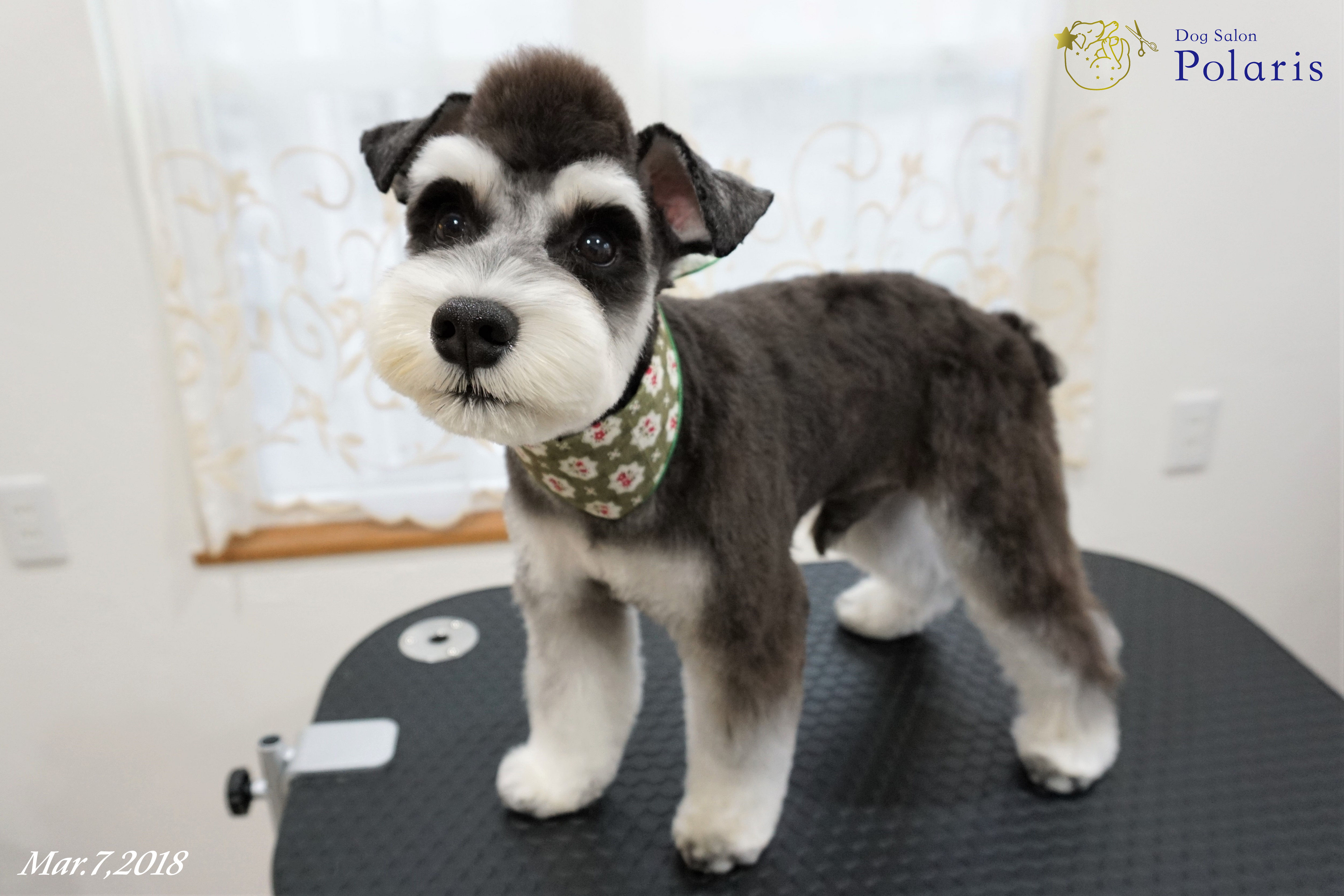 ミニチュアシュナウザーのトリミングカット Dog Salon Polarisの1枚目