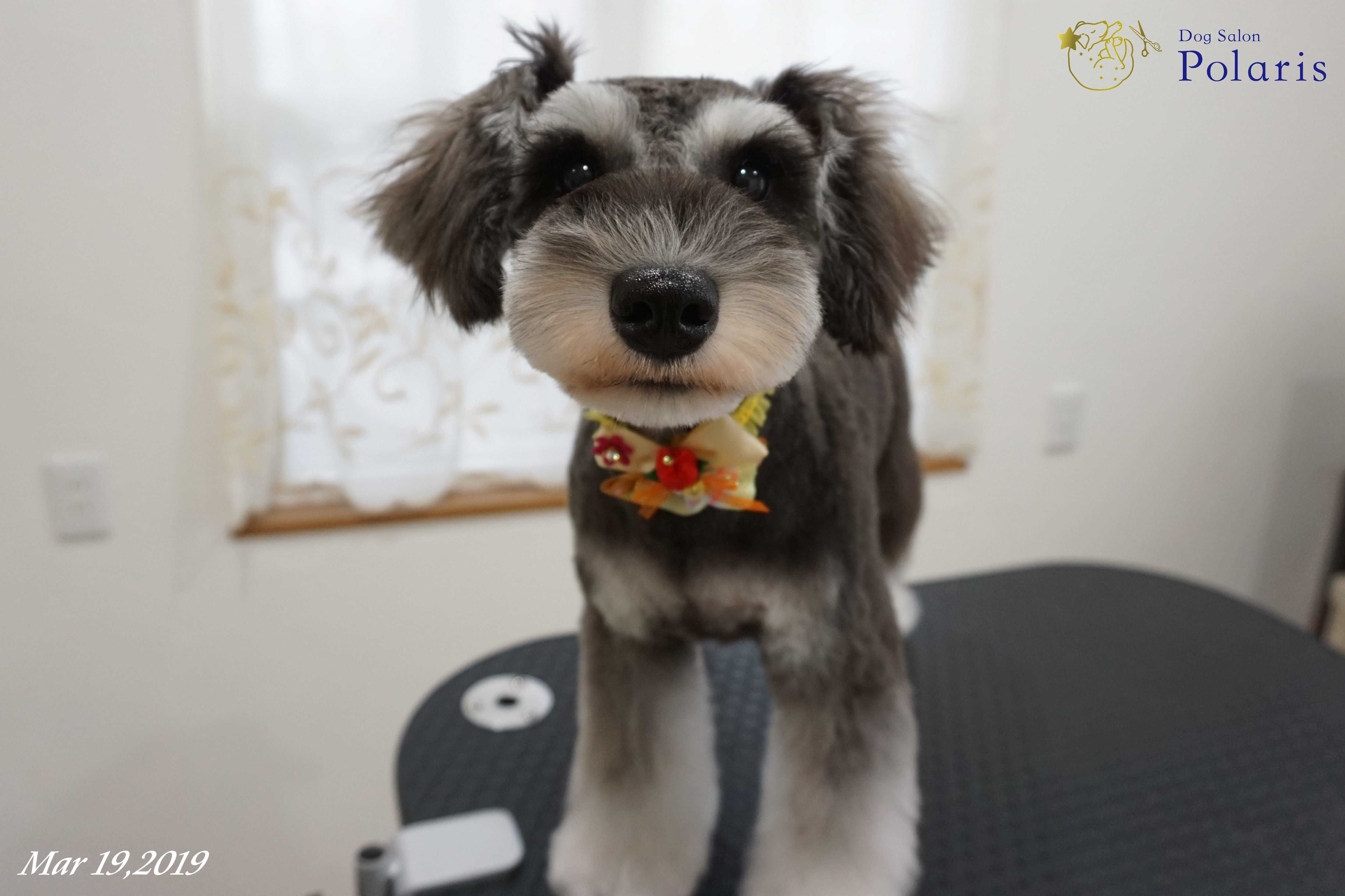 ミニチュアシュナウザーのトリミングカット Dog Salon Polarisの2枚目