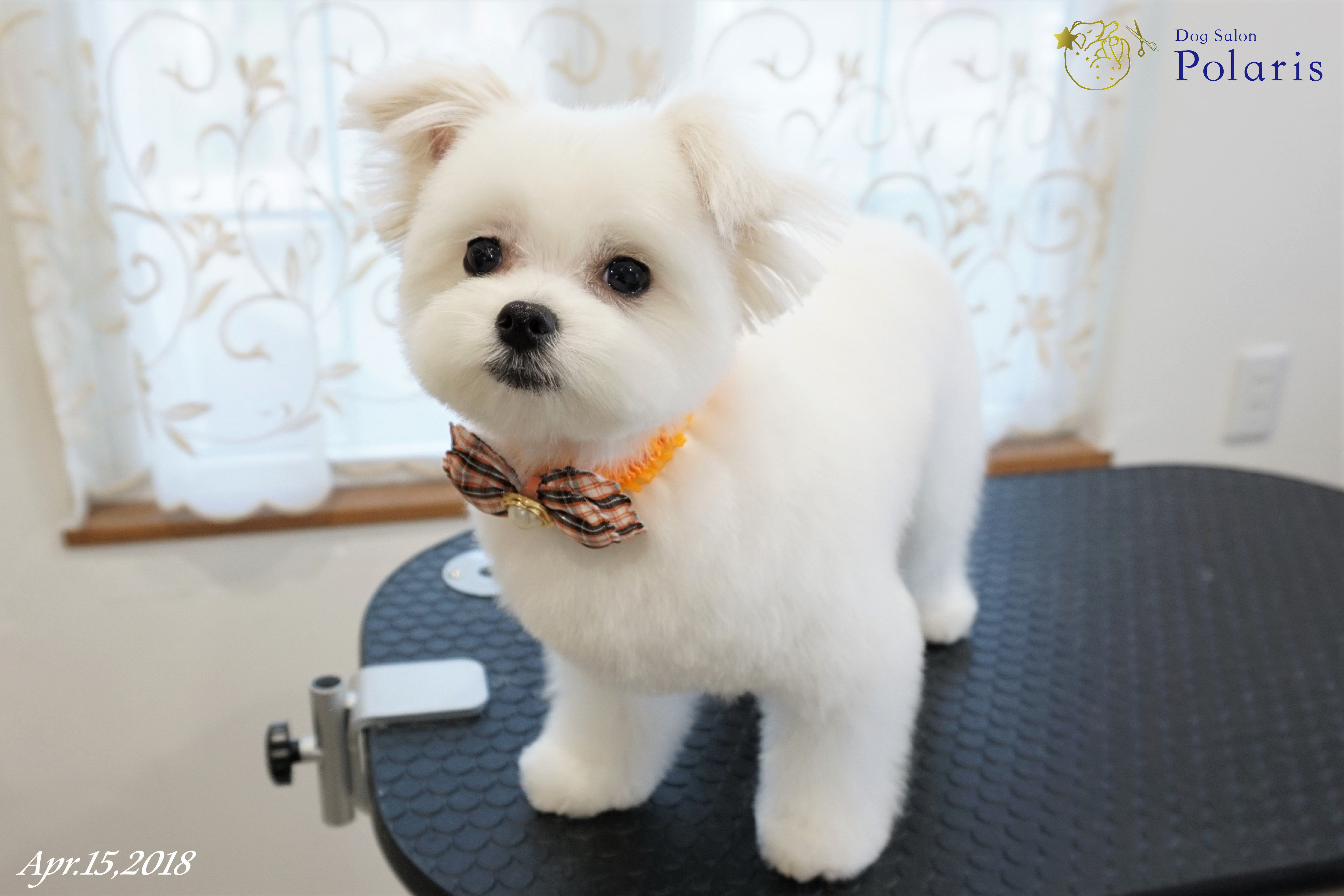 トリミングサロン Dog Salon Polarisのトリミングカット-7193の1枚目