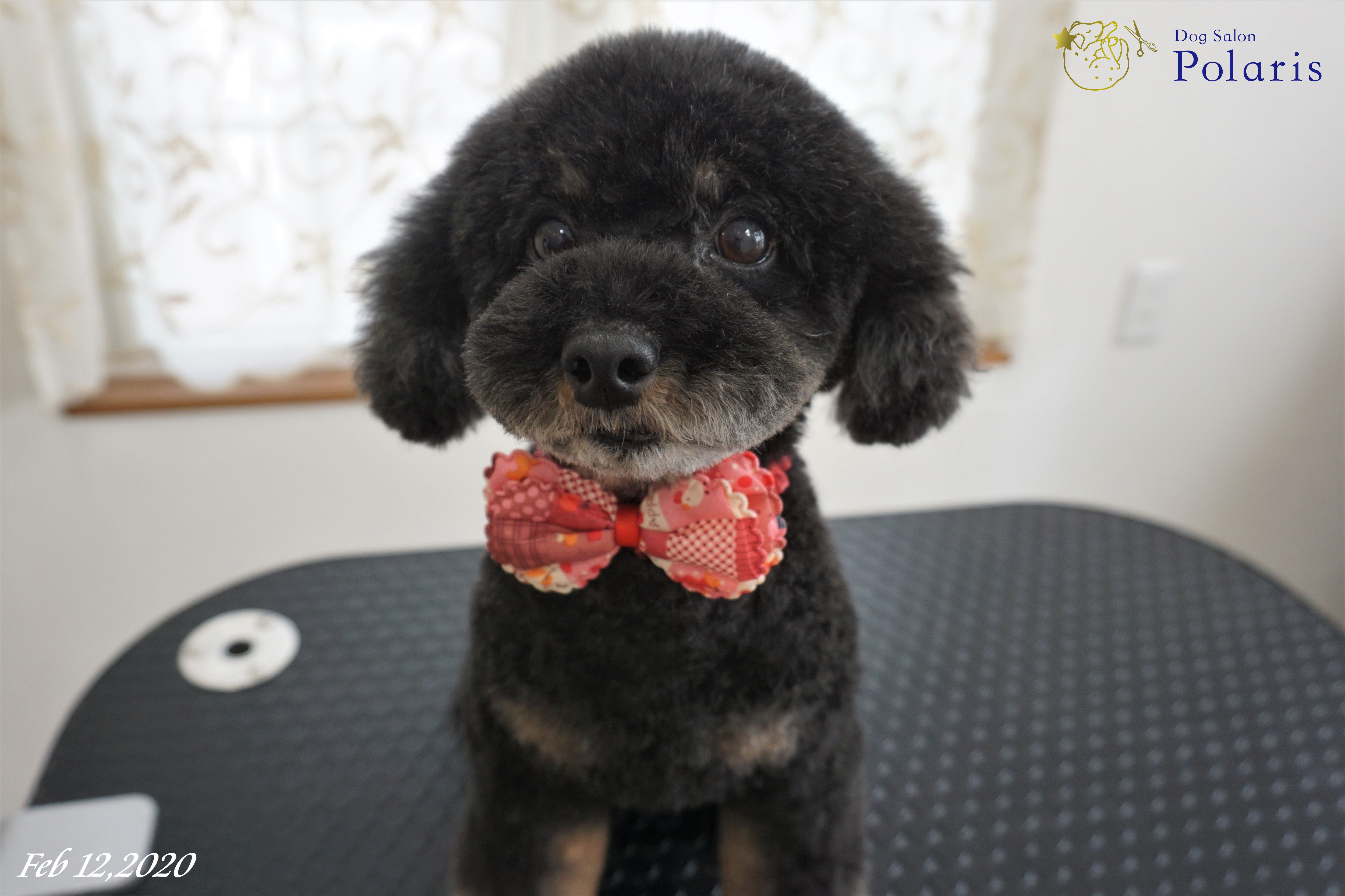 トイプードルのトリミングカット Dog Salon Polarisの2枚目
