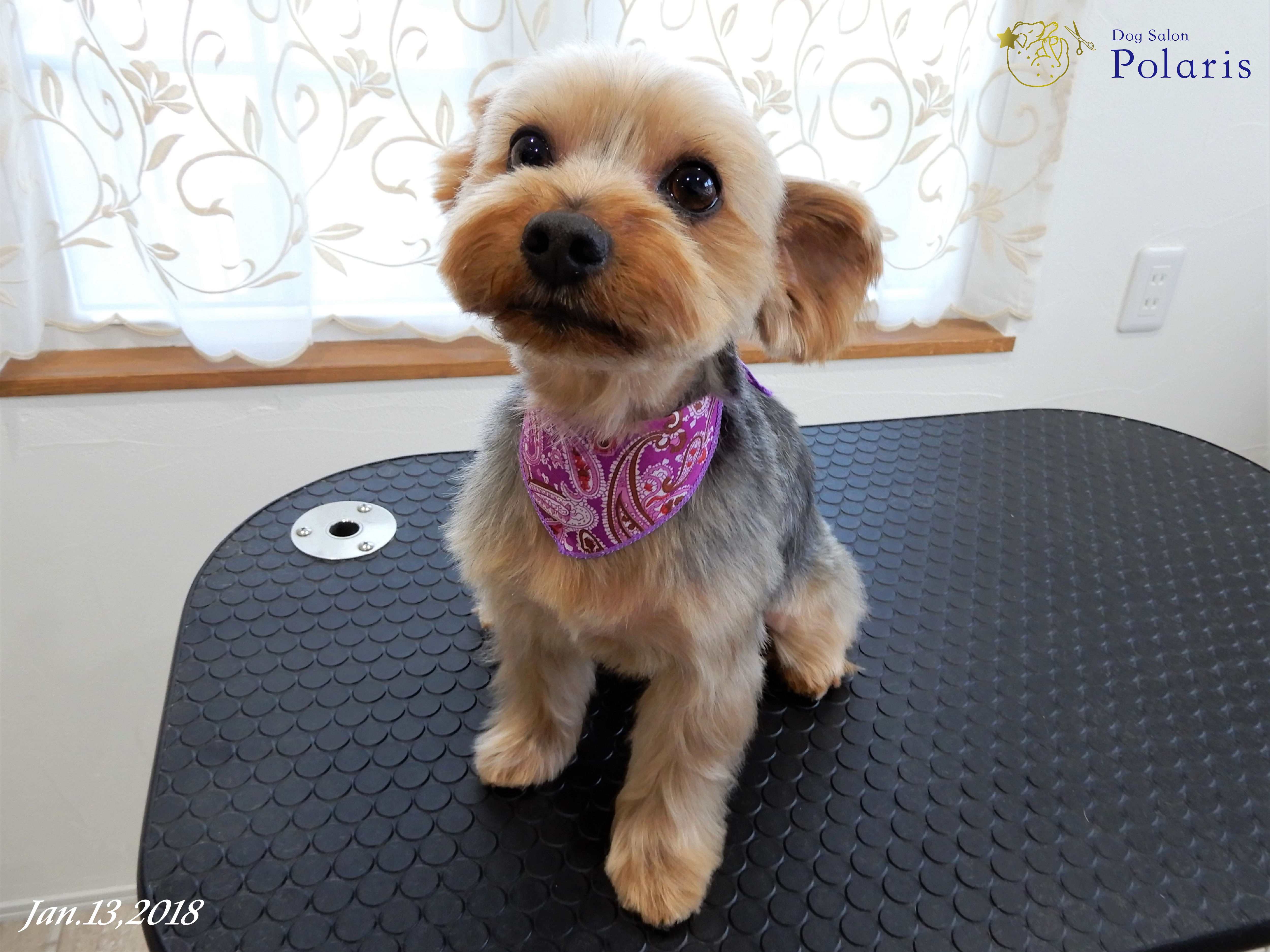 ヨークシャーテリアのトリミングカット Dog Salon Polarisの1枚目