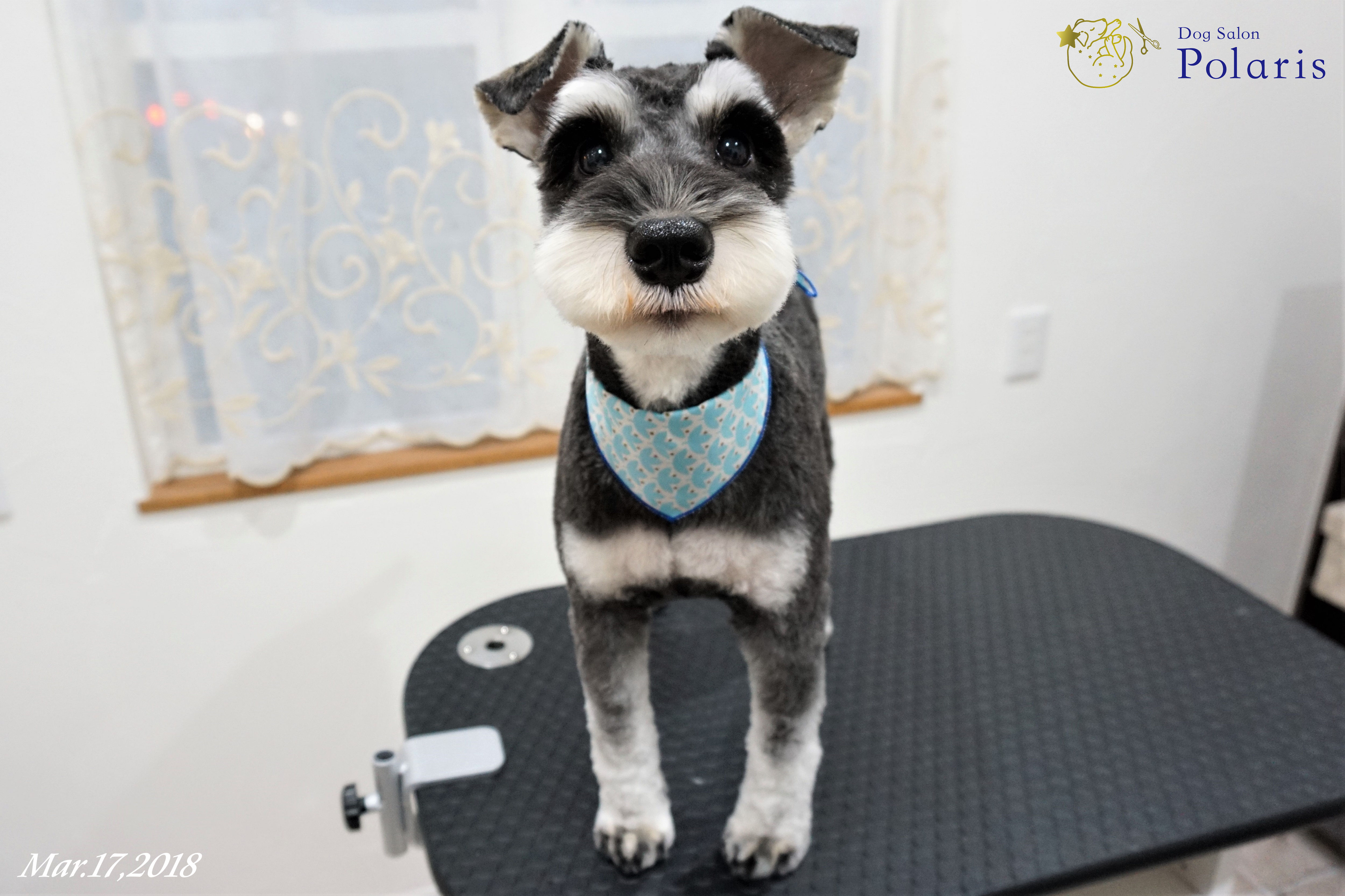 ミニチュアシュナウザーのトリミングカット Dog Salon Polarisの1枚目