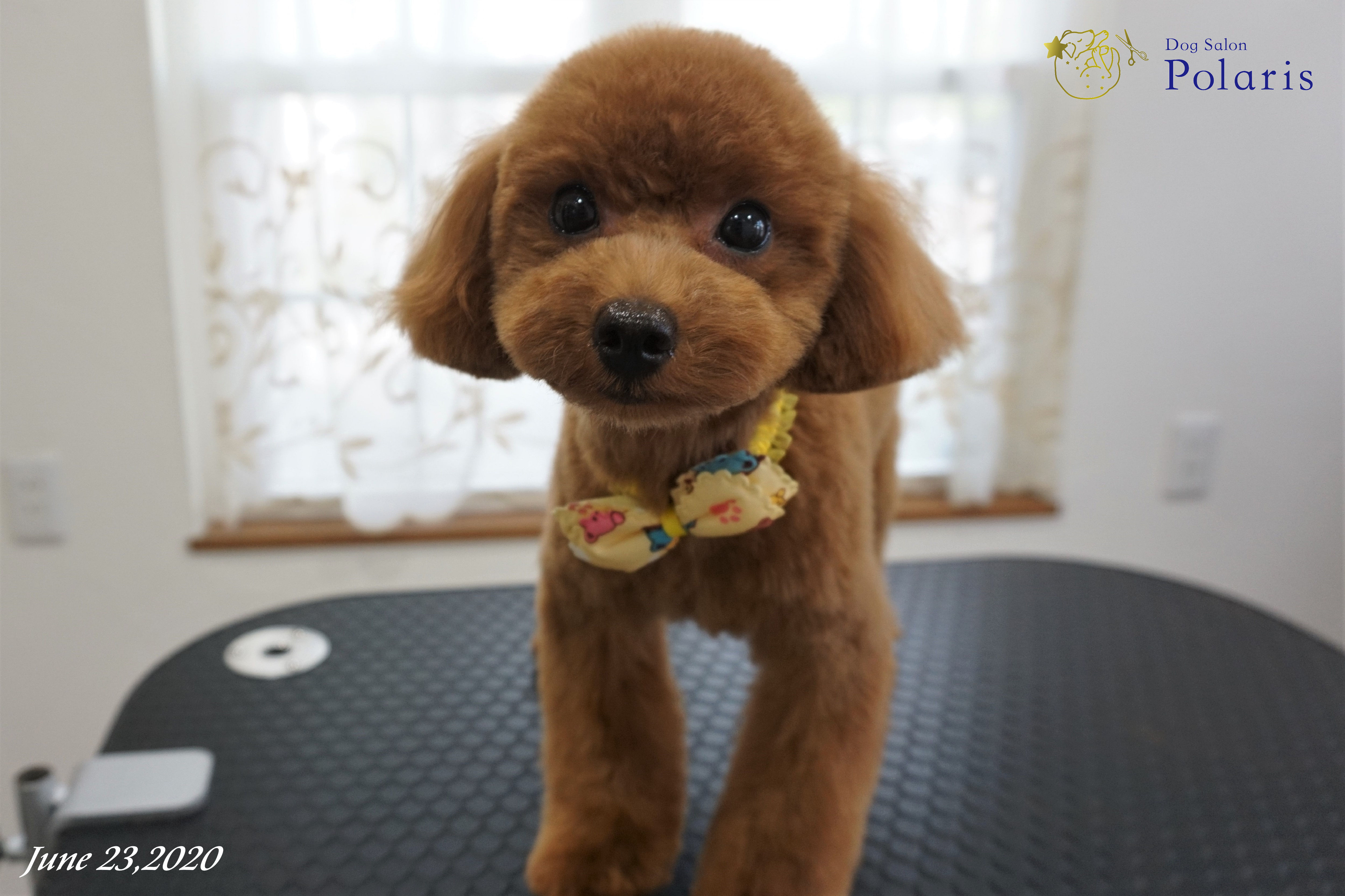 トリミングサロン Dog Salon Polarisのトリミングカット-7245の2枚目