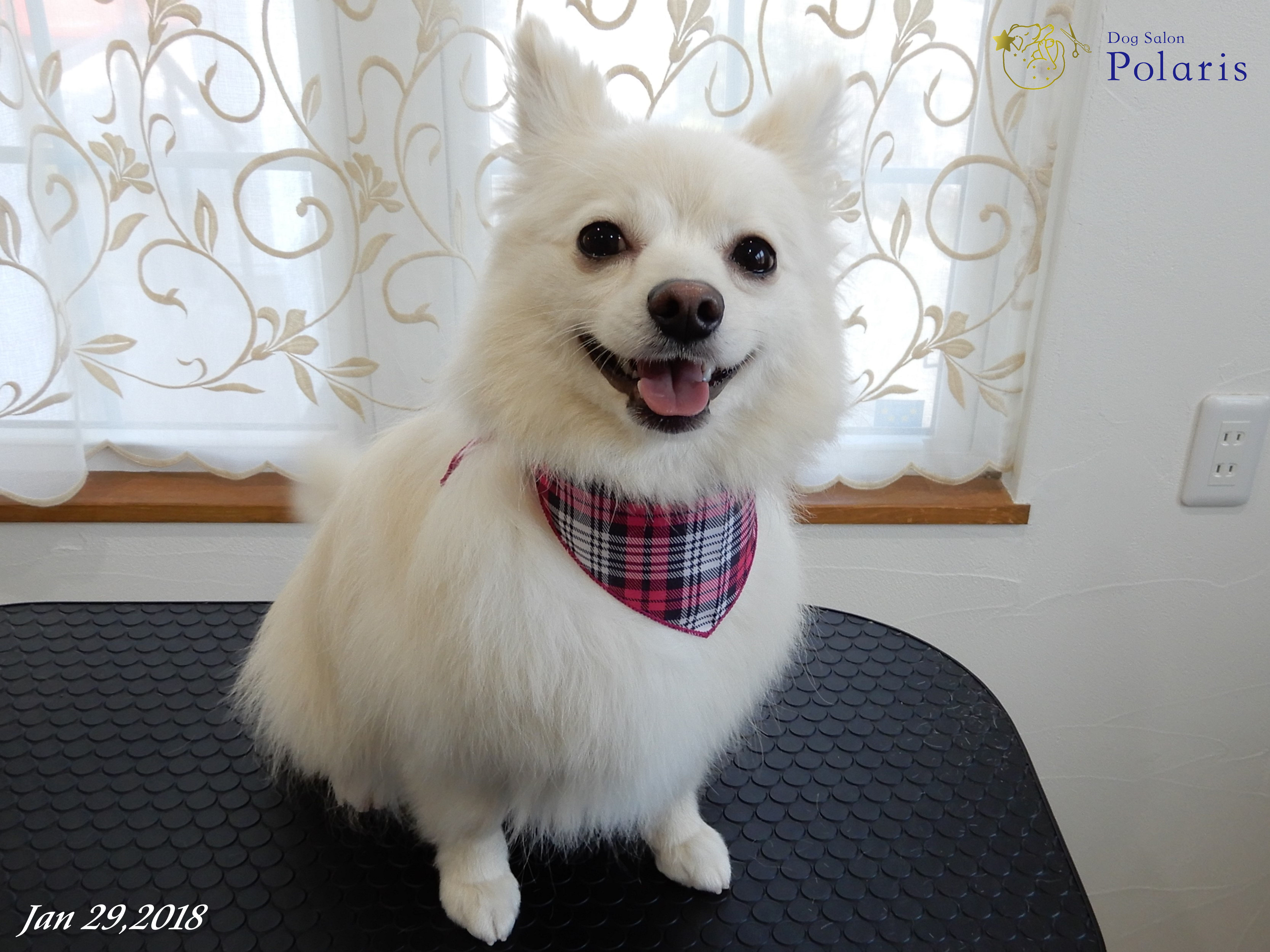 トリミングサロン Dog Salon Polarisのトリミングカット-7168の2枚目
