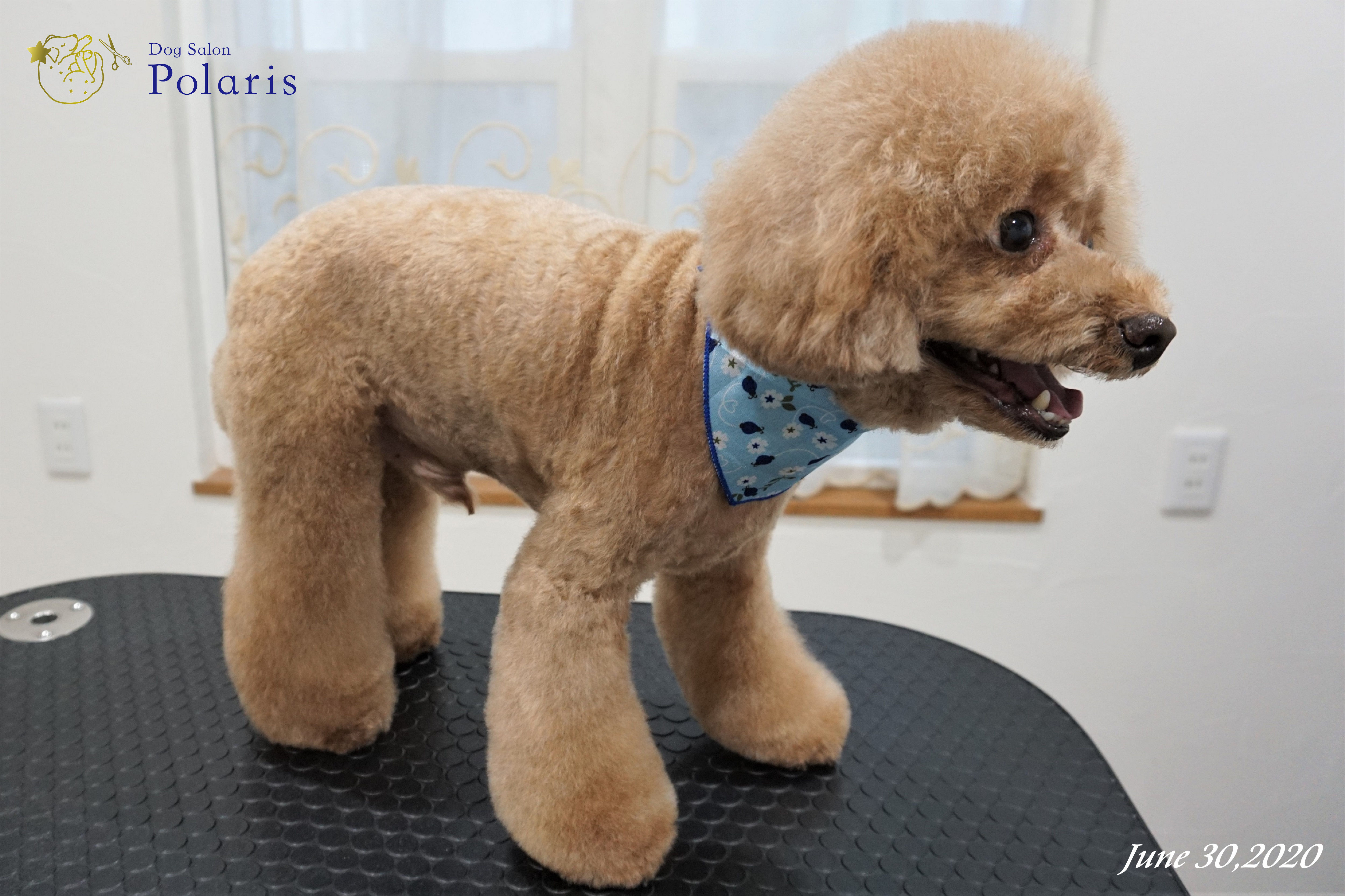 トリミングサロン Dog Salon Polarisのトリミングカット-7247の2枚目