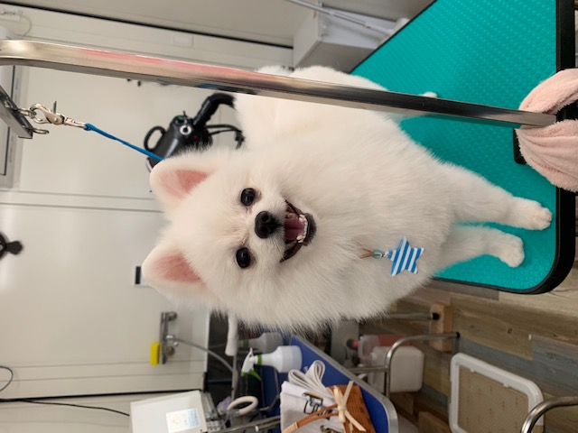 トリミングカット 犬の美容室もふもふの1枚目