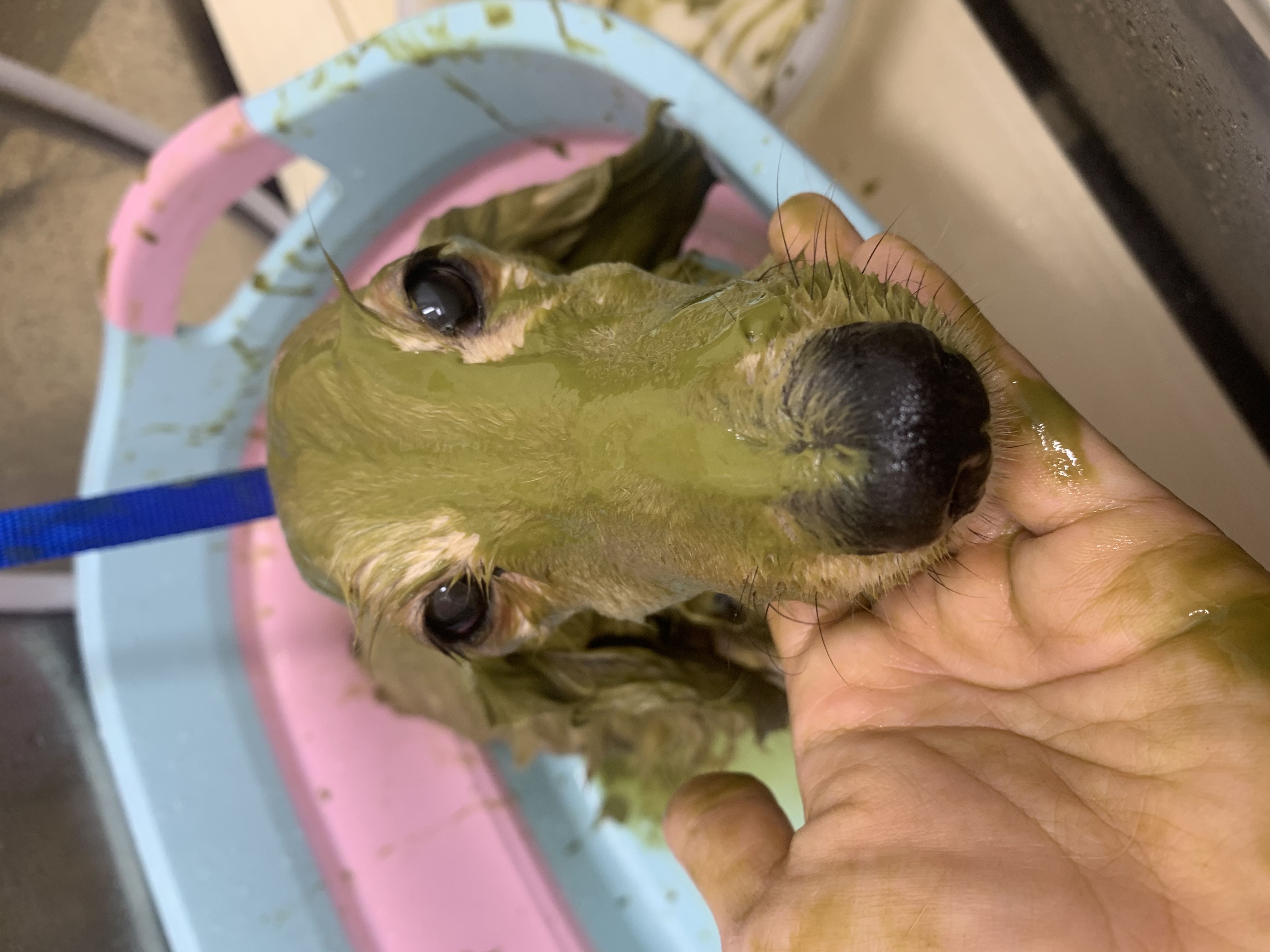 トリミングカット ルークどうぶつ病院の1枚目