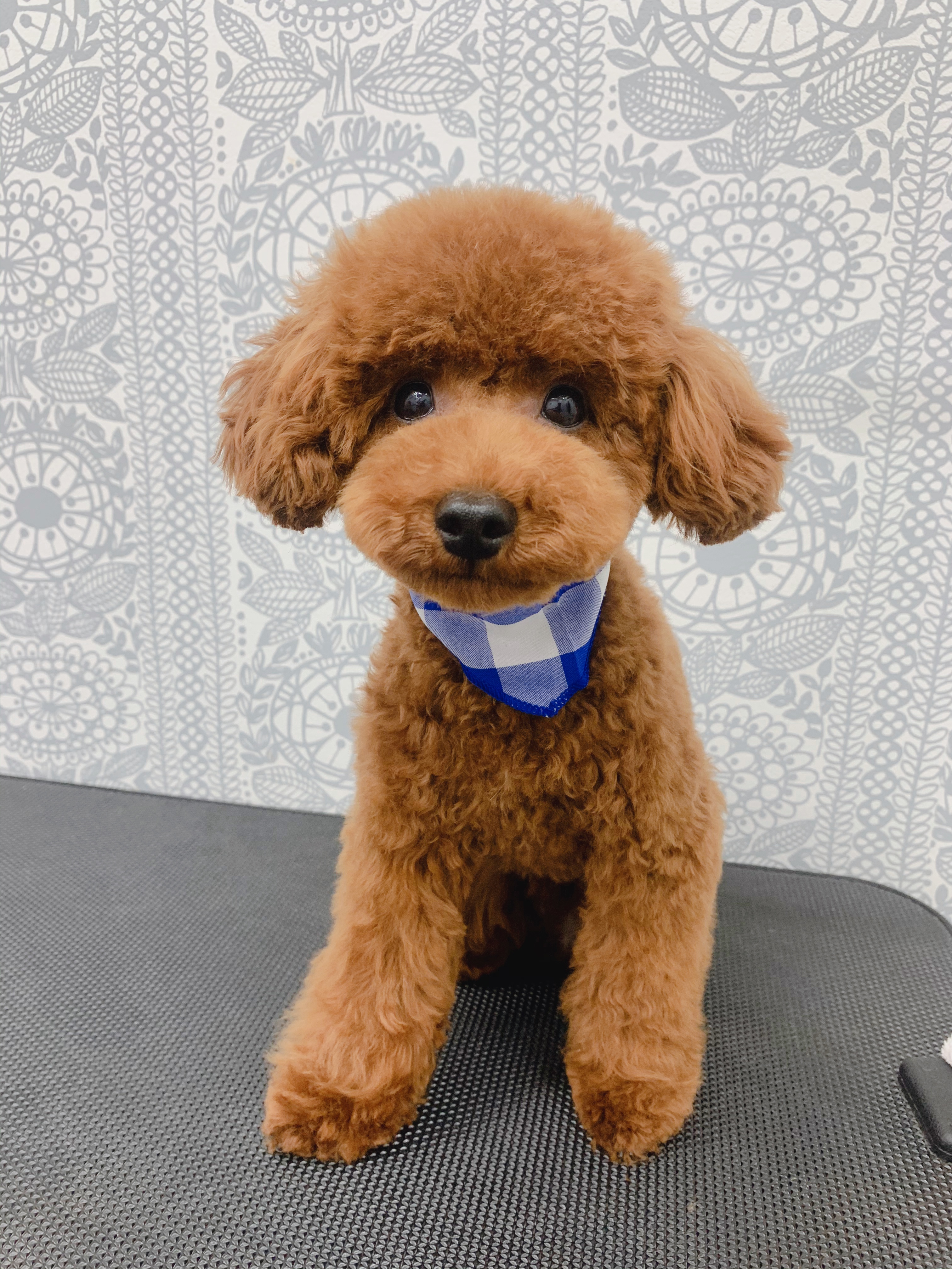 トリミングカット ルークどうぶつ病院の1枚目