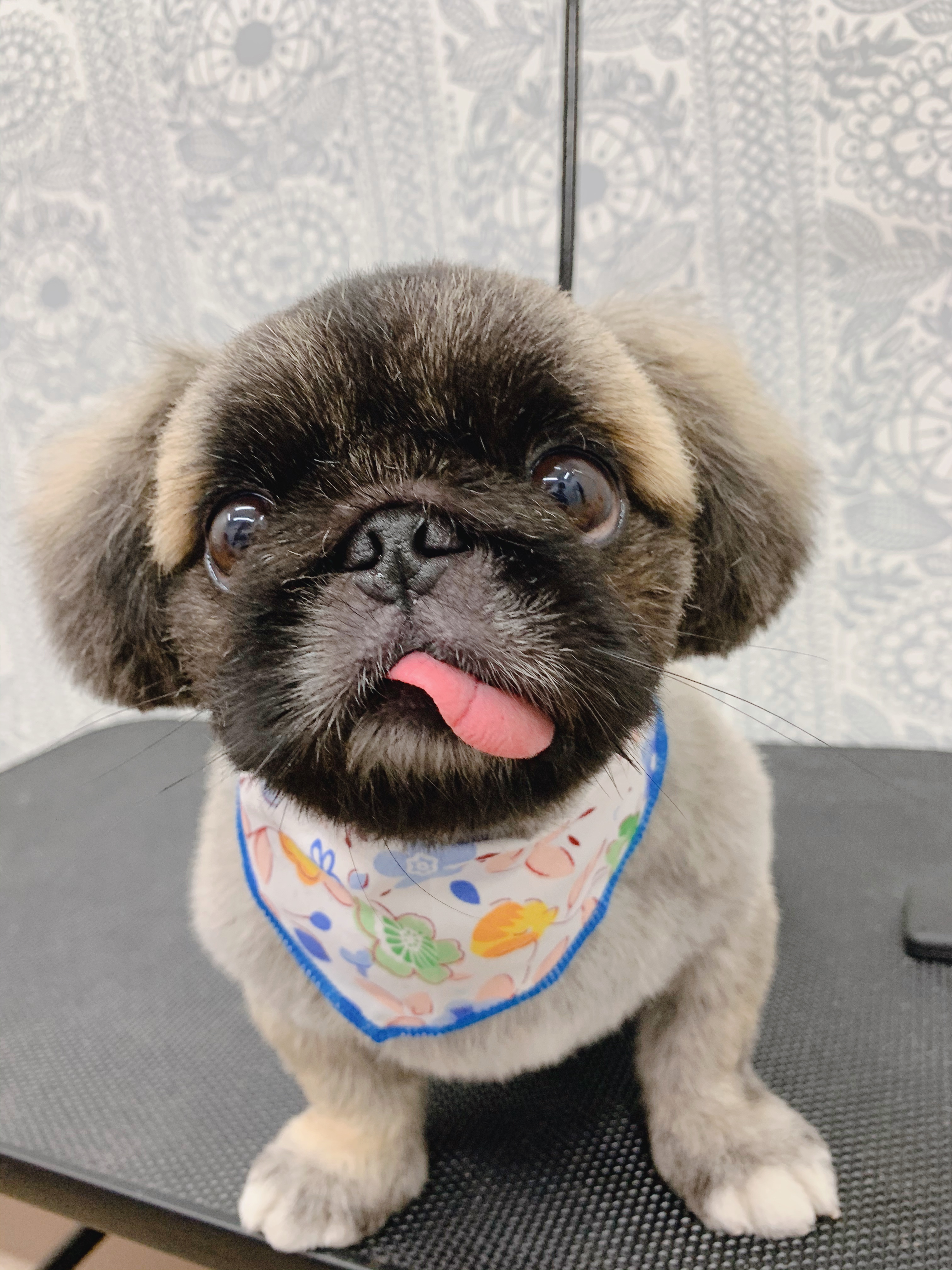 トリミングカット ルークどうぶつ病院の1枚目