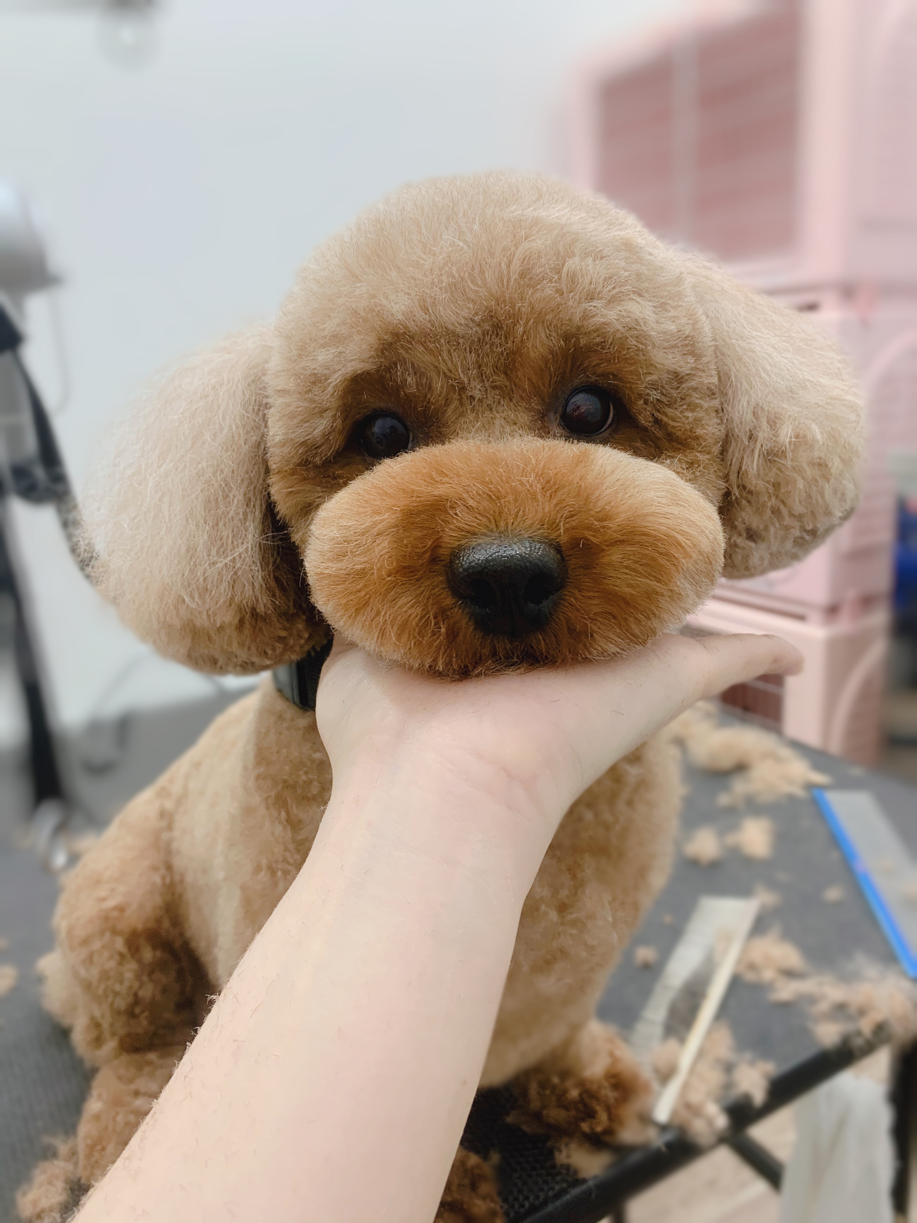 トリミングカット ルークどうぶつ病院の1枚目
