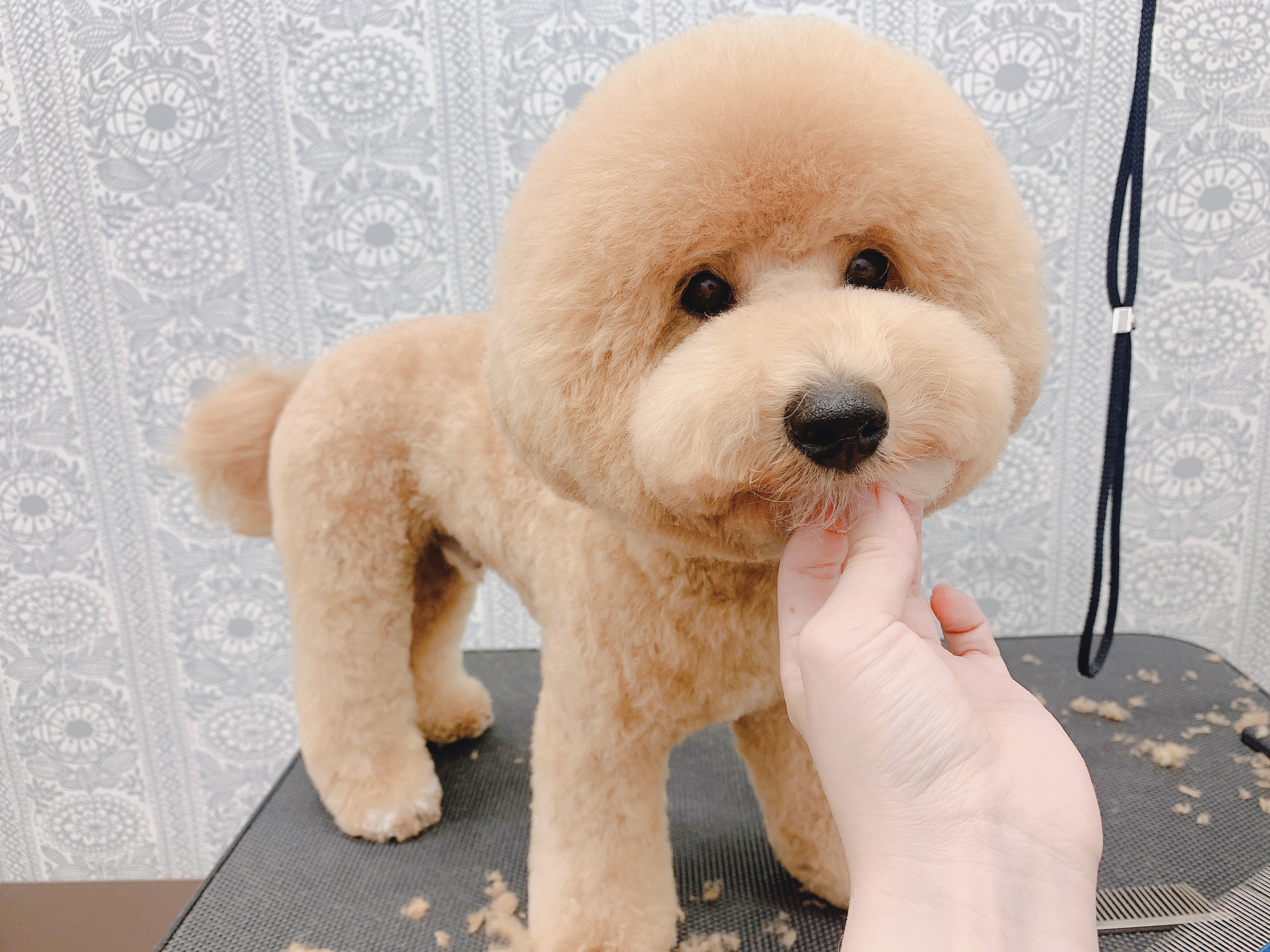 トリミングカット ルークどうぶつ病院の1枚目