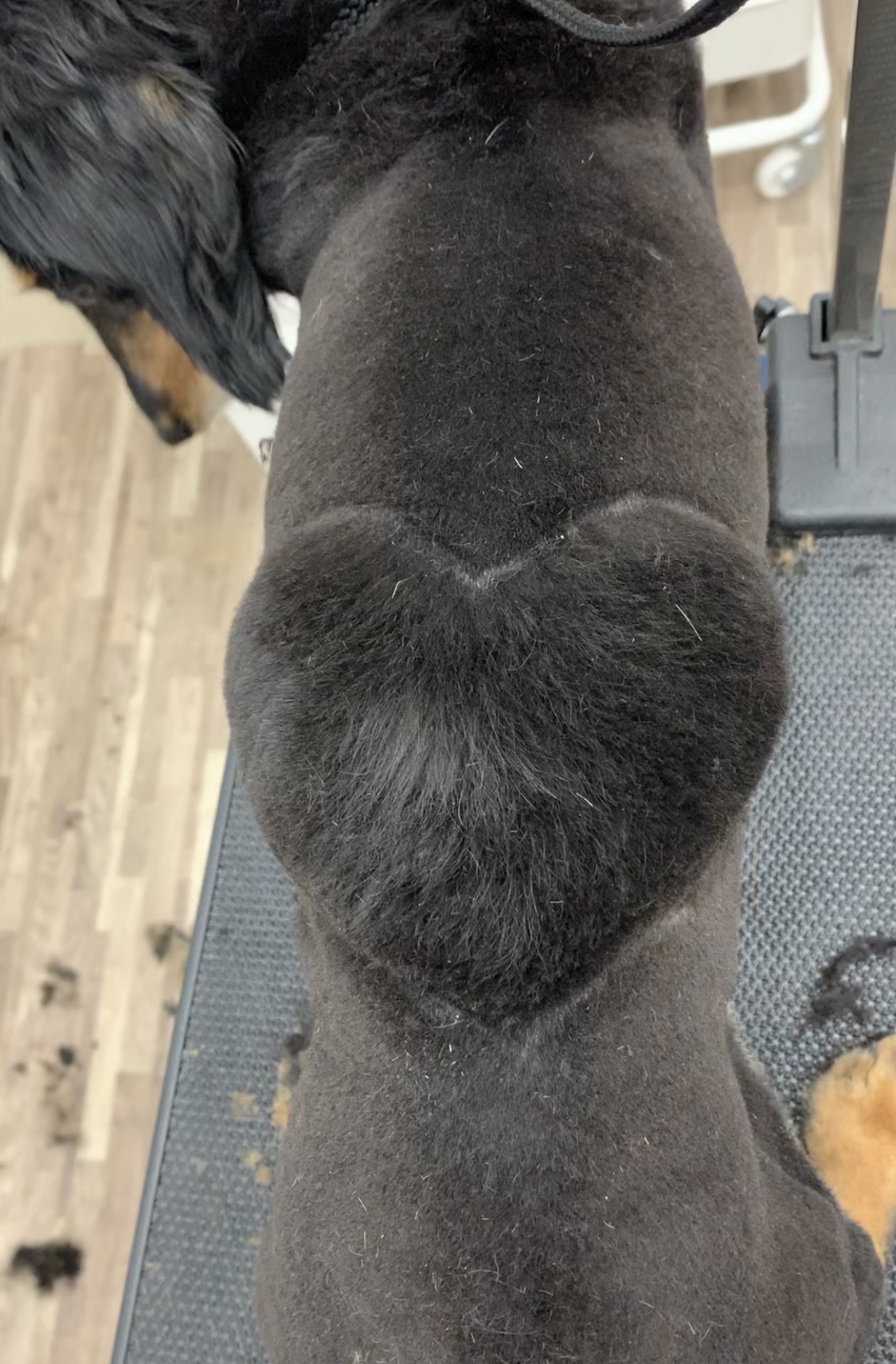 トリミングカット ルークどうぶつ病院の1枚目