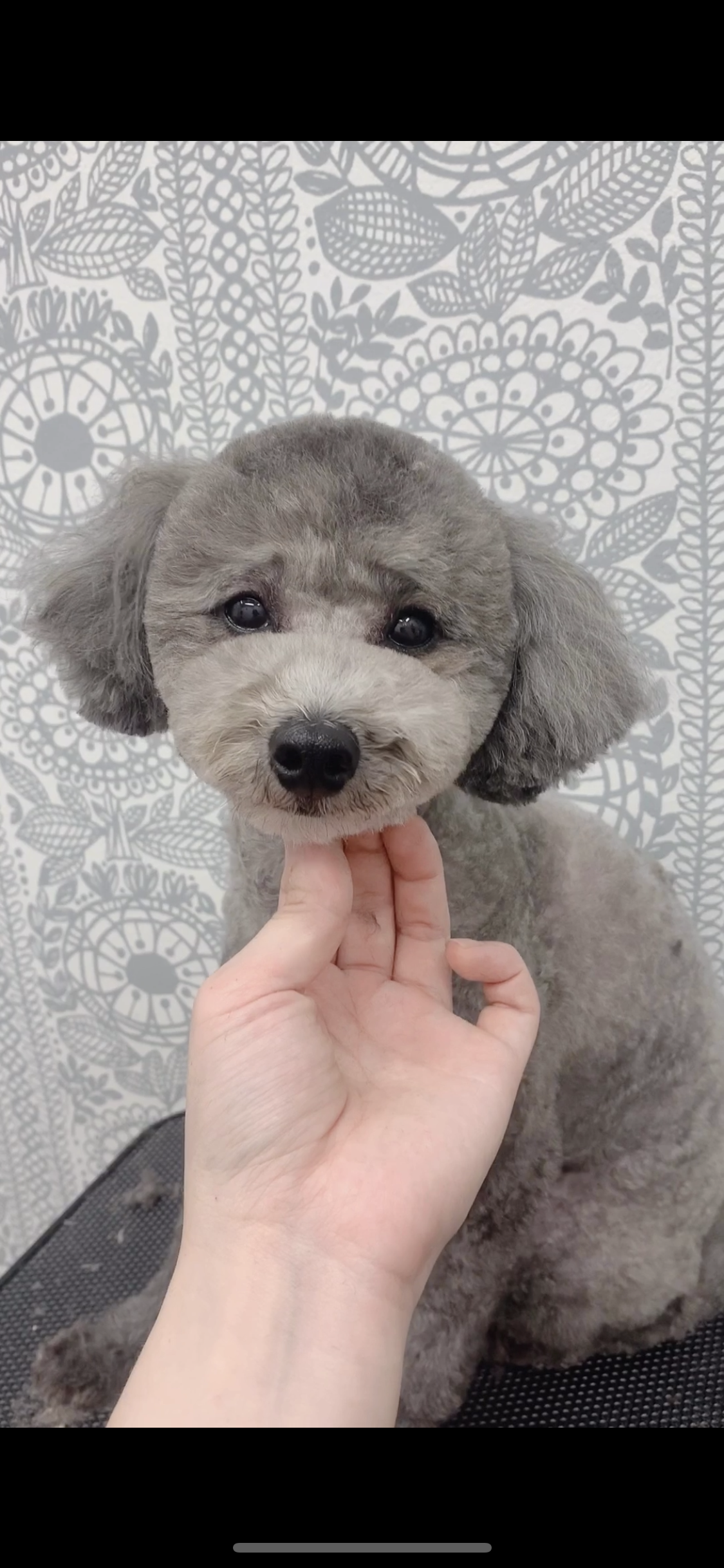 トリミングカット ルークどうぶつ病院の1枚目