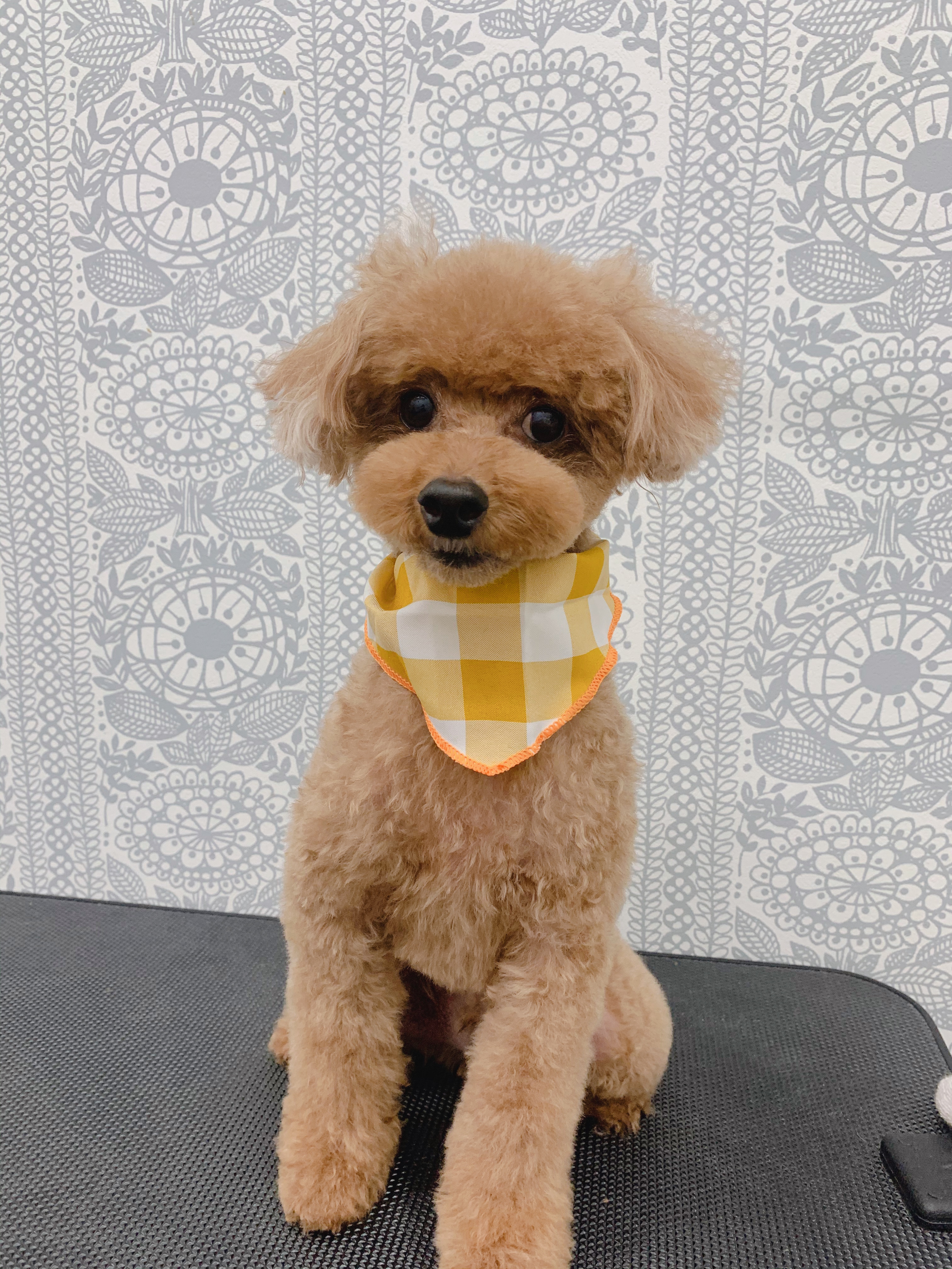 トリミングカット ルークどうぶつ病院の1枚目