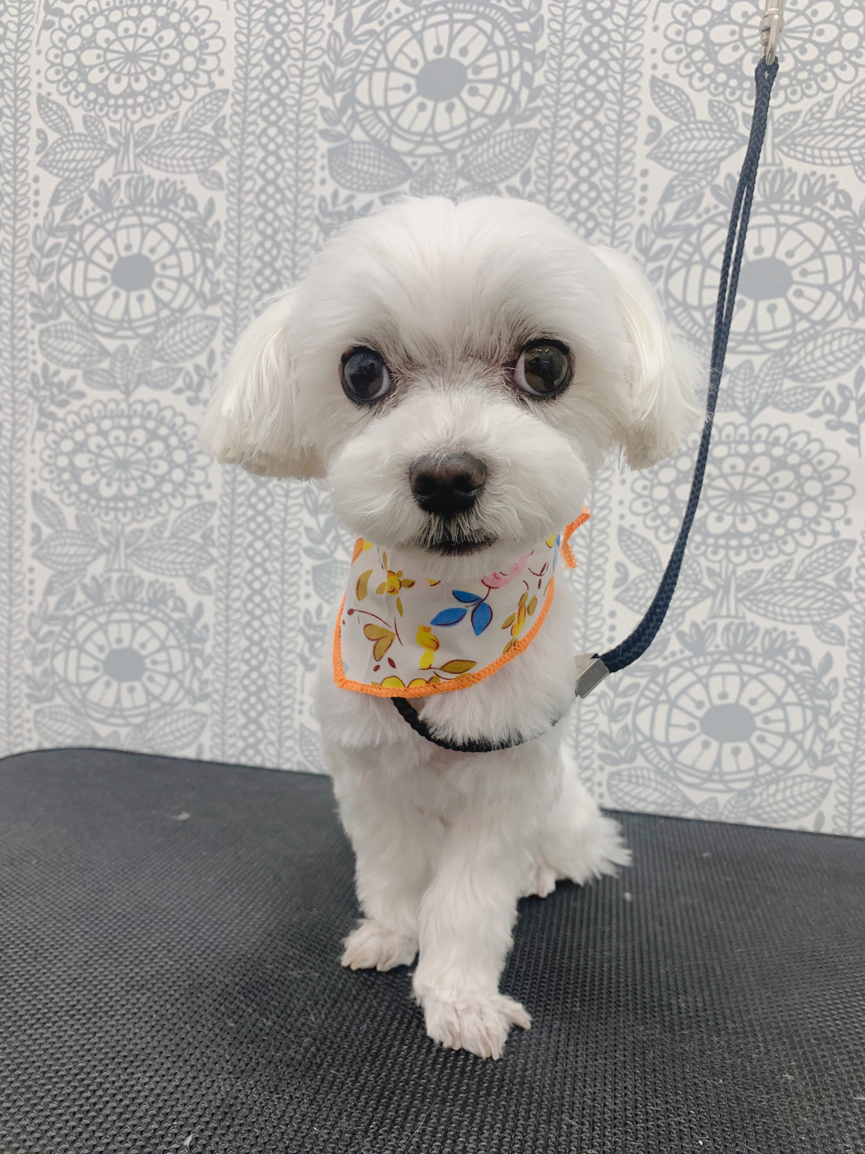 トリミングカット ルークどうぶつ病院の1枚目