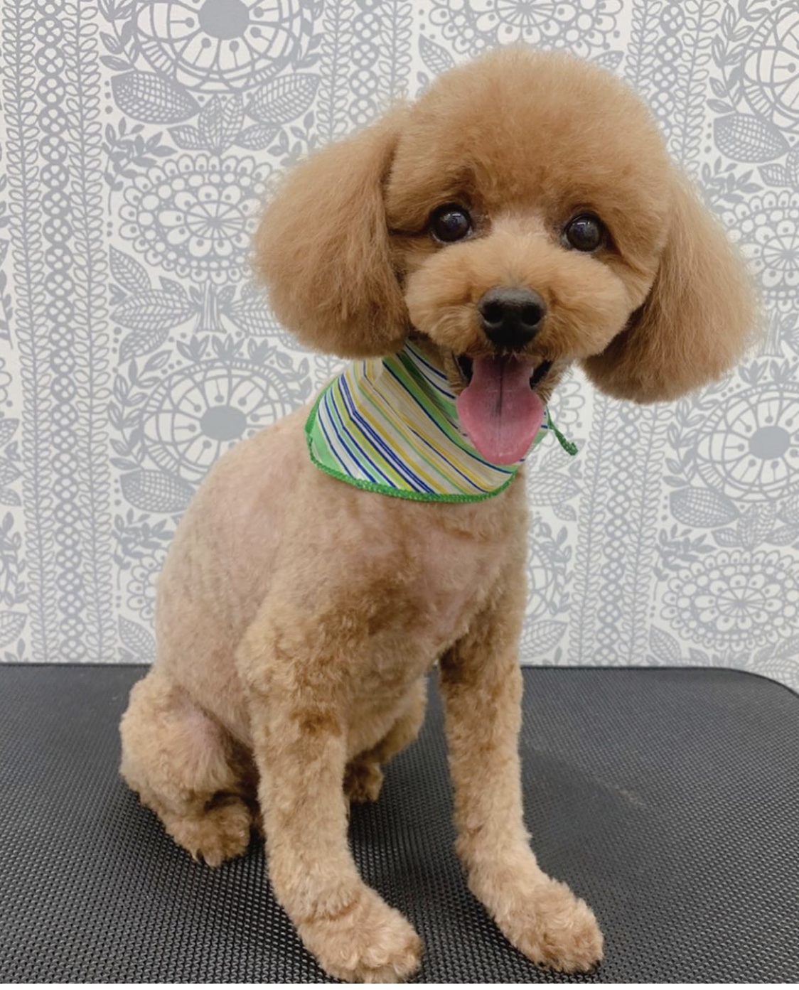 トリミングカット ルークどうぶつ病院の1枚目