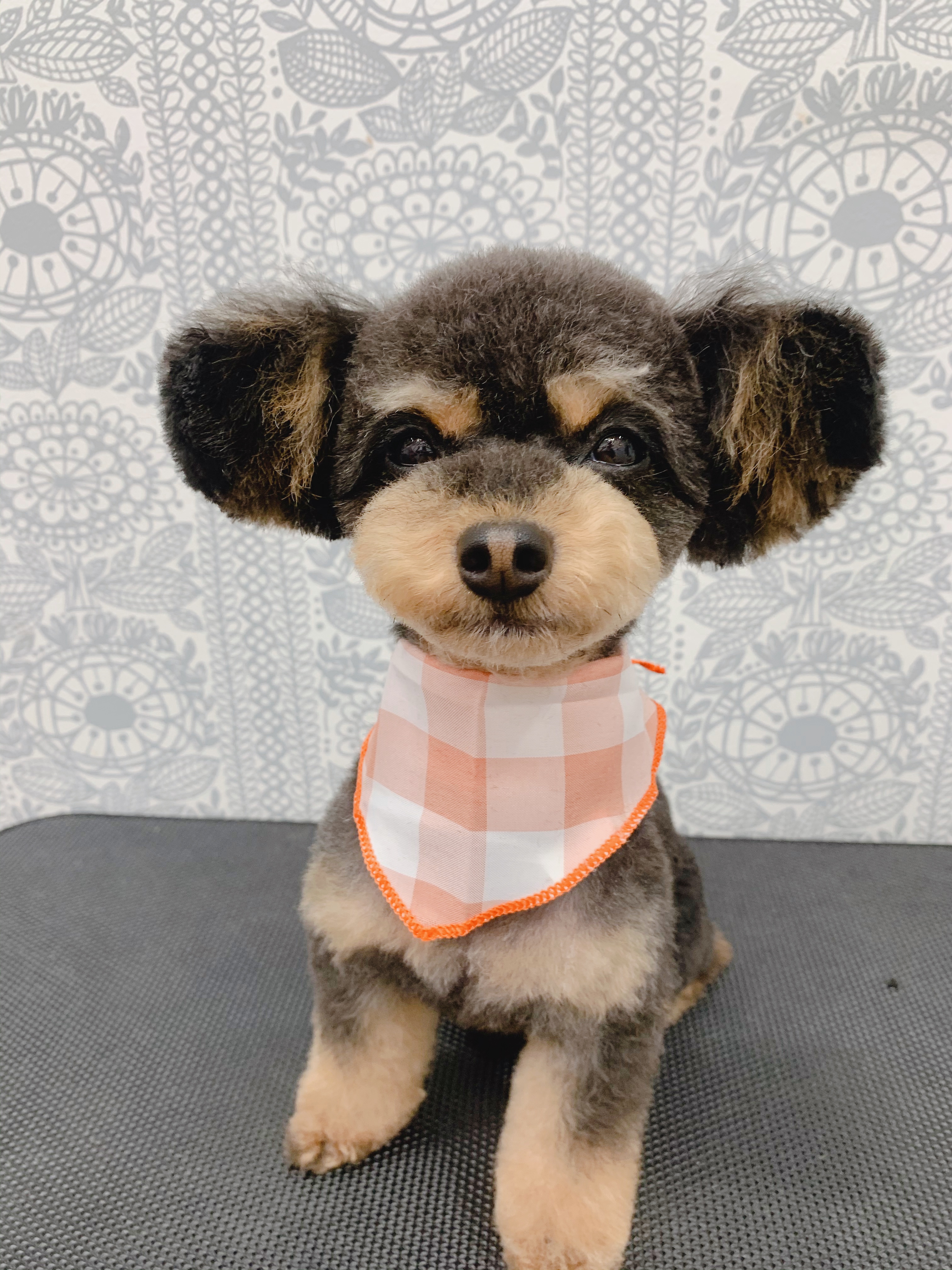 トリミングカット ルークどうぶつ病院の1枚目