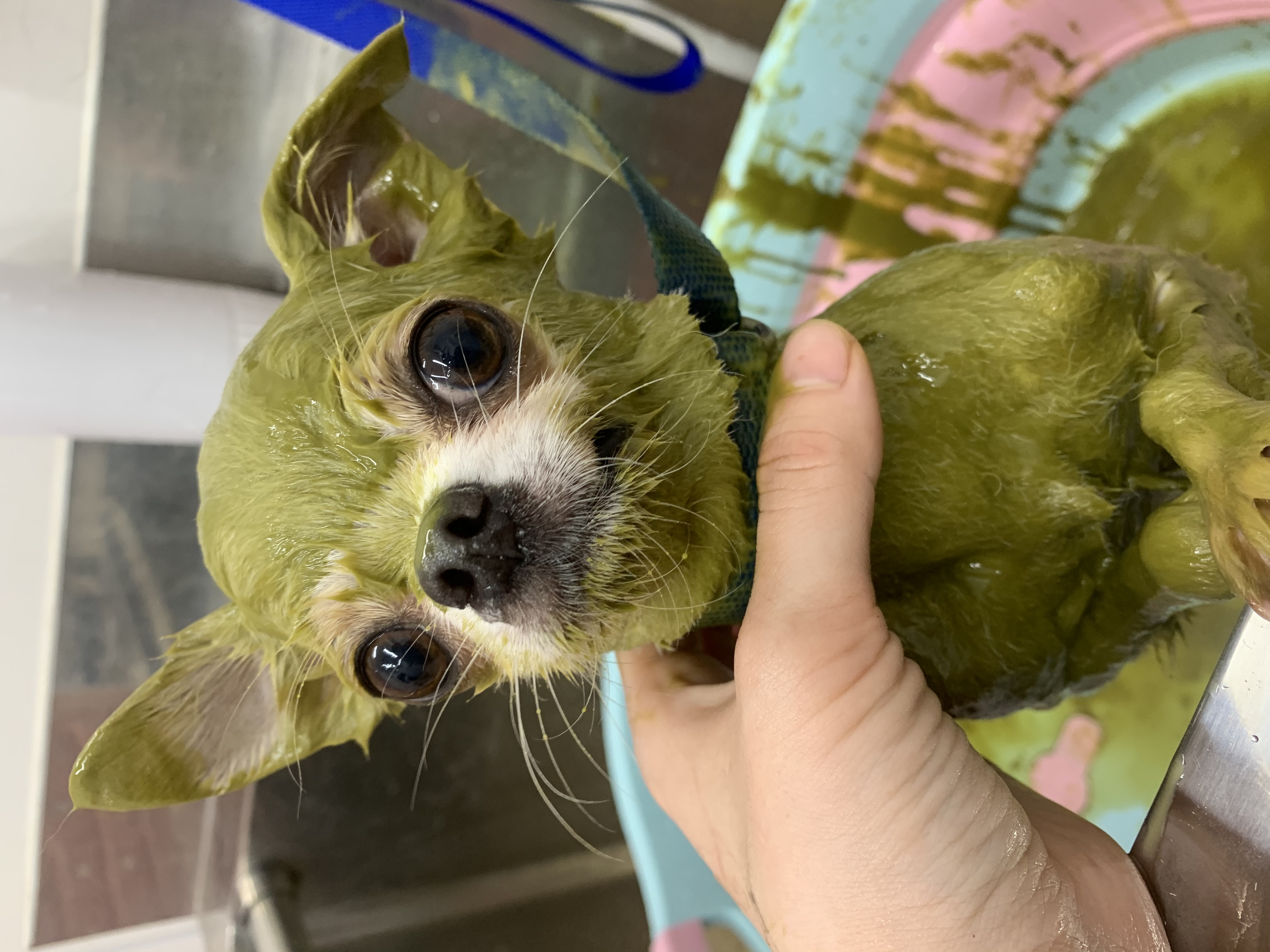 トリミングカット ルークどうぶつ病院の1枚目