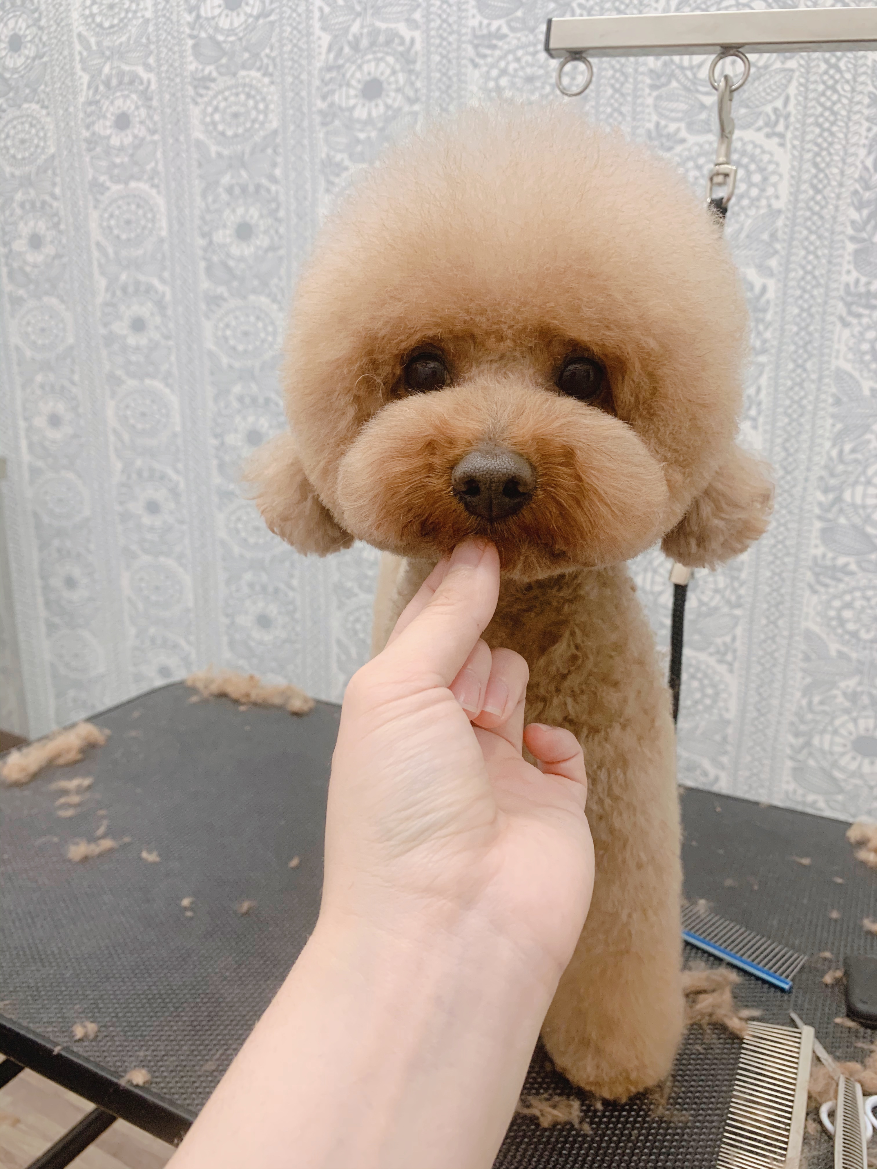 トリミングカット ルークどうぶつ病院の1枚目